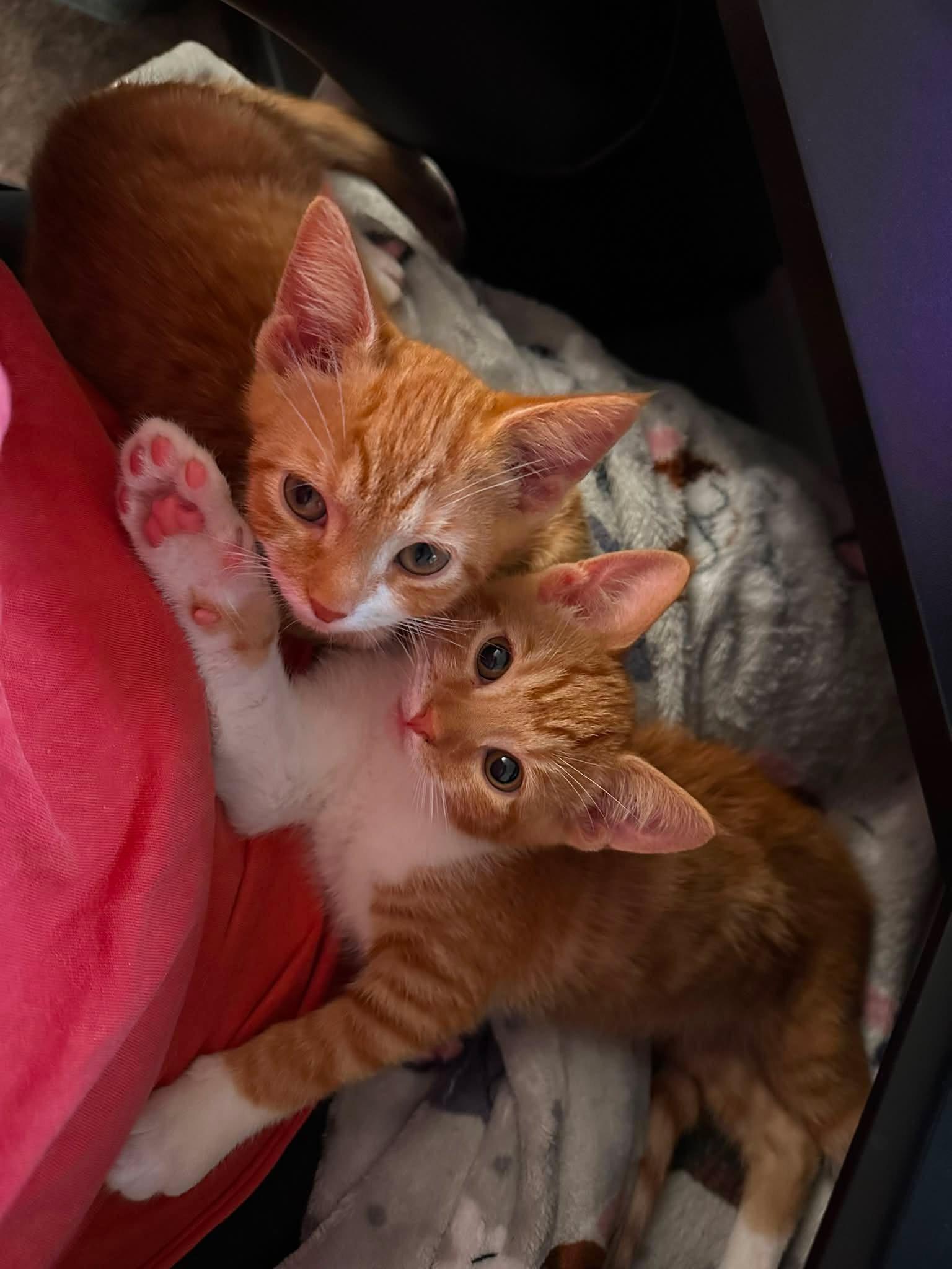 Axel and Cattoo, a ADOPTABLE mixed breed in Succasunna, NJ image 1/6