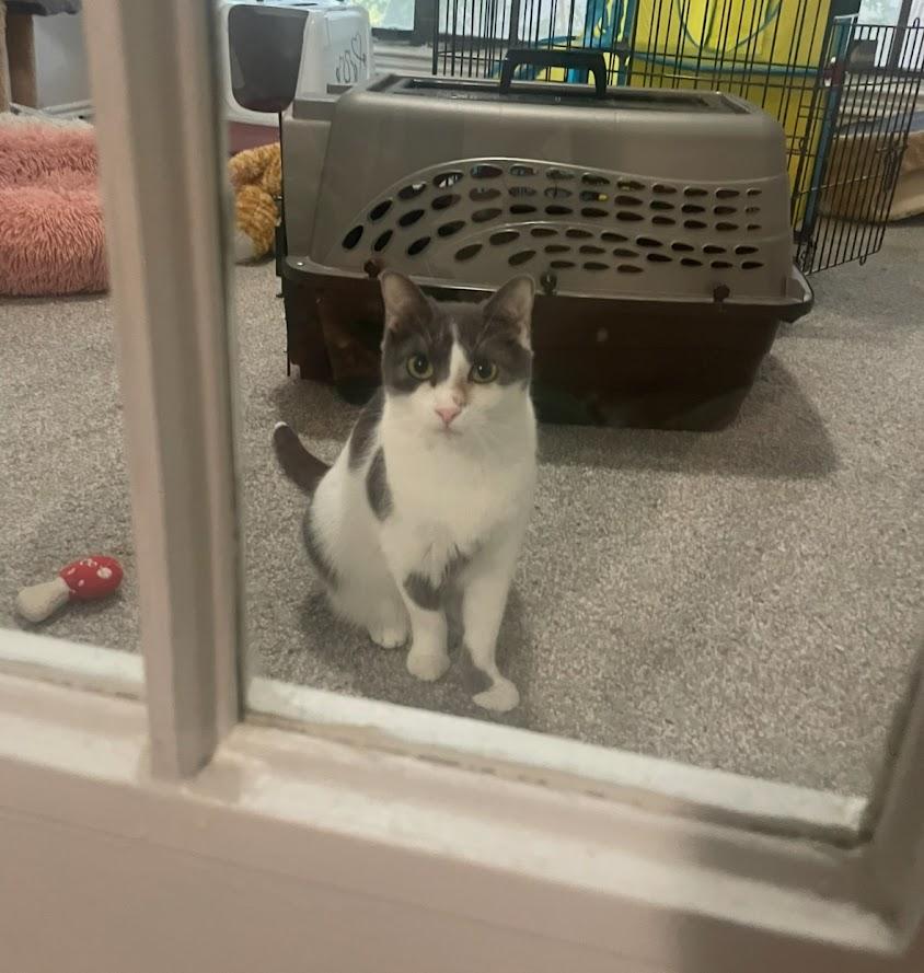 Enlarge Cissy, a Adoptable Domestic Short Hair in The Colony, TX image 2/5