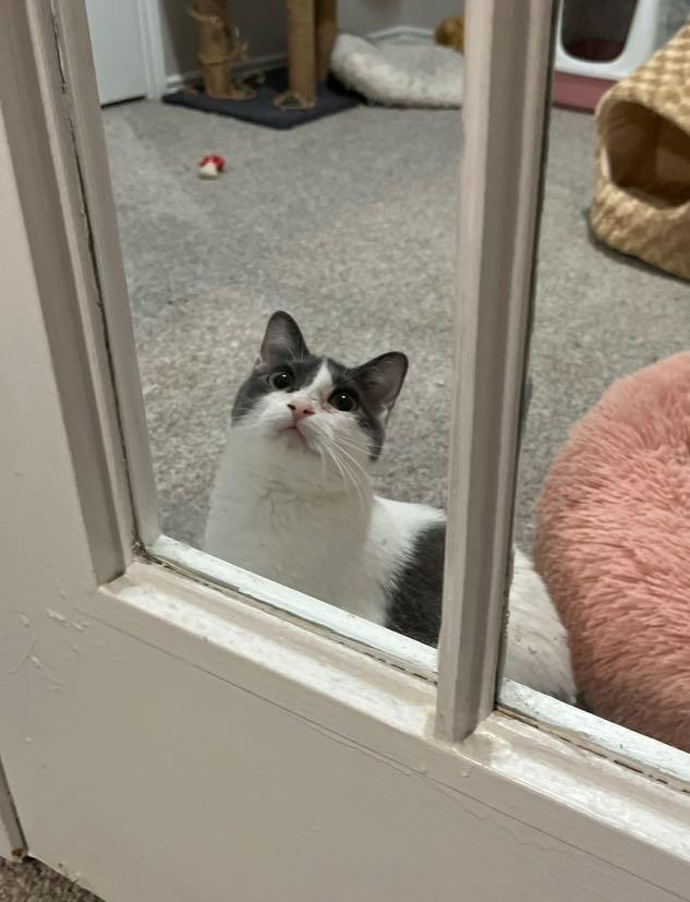 Cissy, Adoptable, Adult Female Domestic Short Hair.