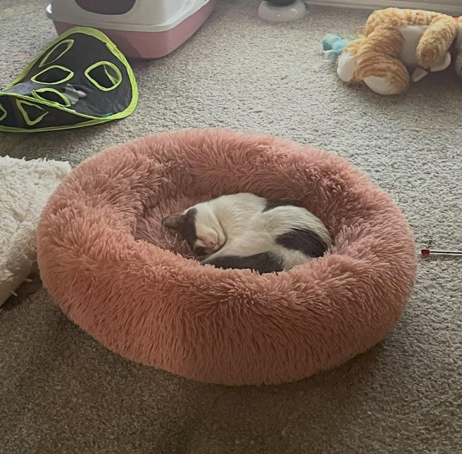 Enlarge Cissy, a Adoptable Domestic Short Hair in The Colony, TX image 4/5