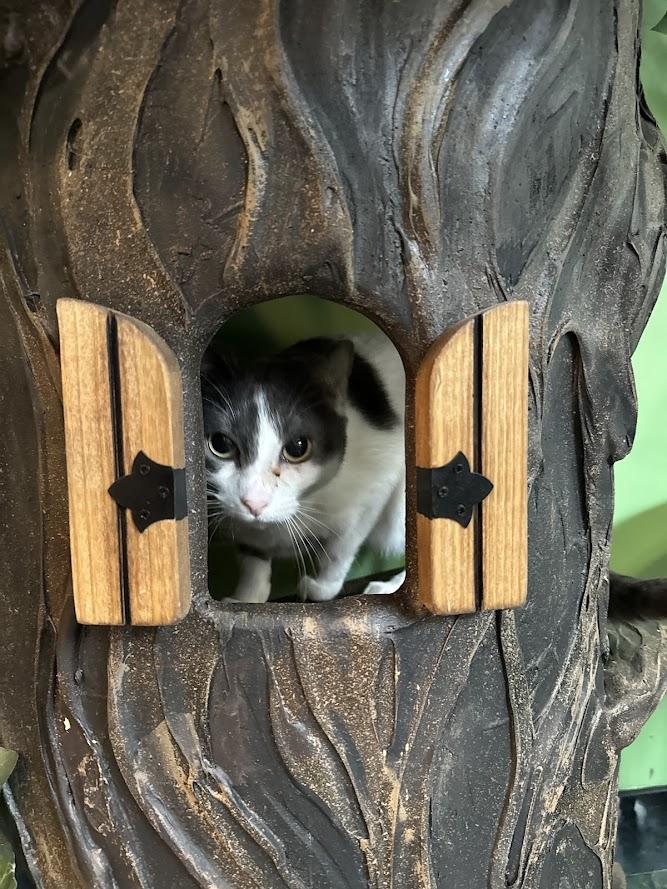 Enlarge Cissy, a Adoptable Domestic Short Hair in The Colony, TX image 5/5