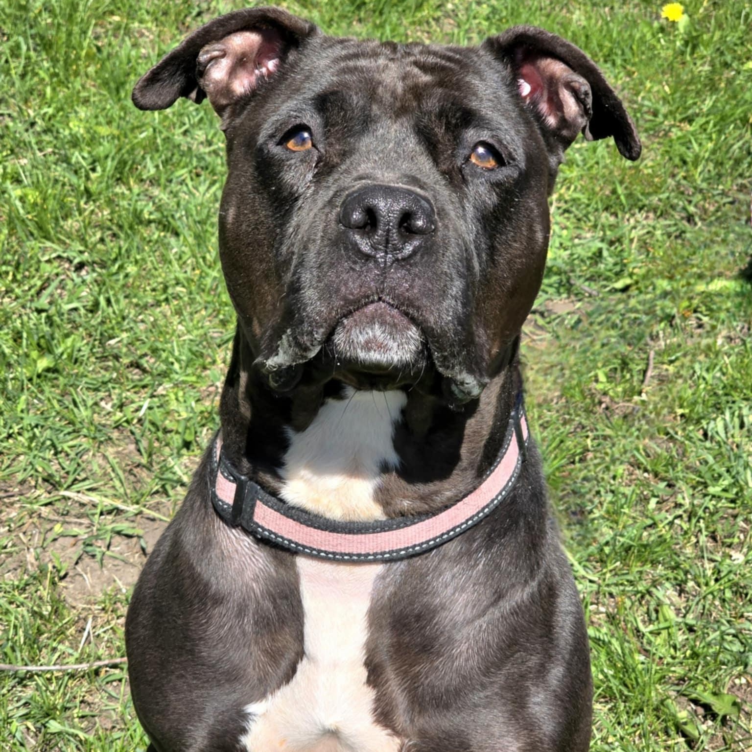 Enlarge Emily, a Adoptable mixed breed in Waterloo, IA image 4/6