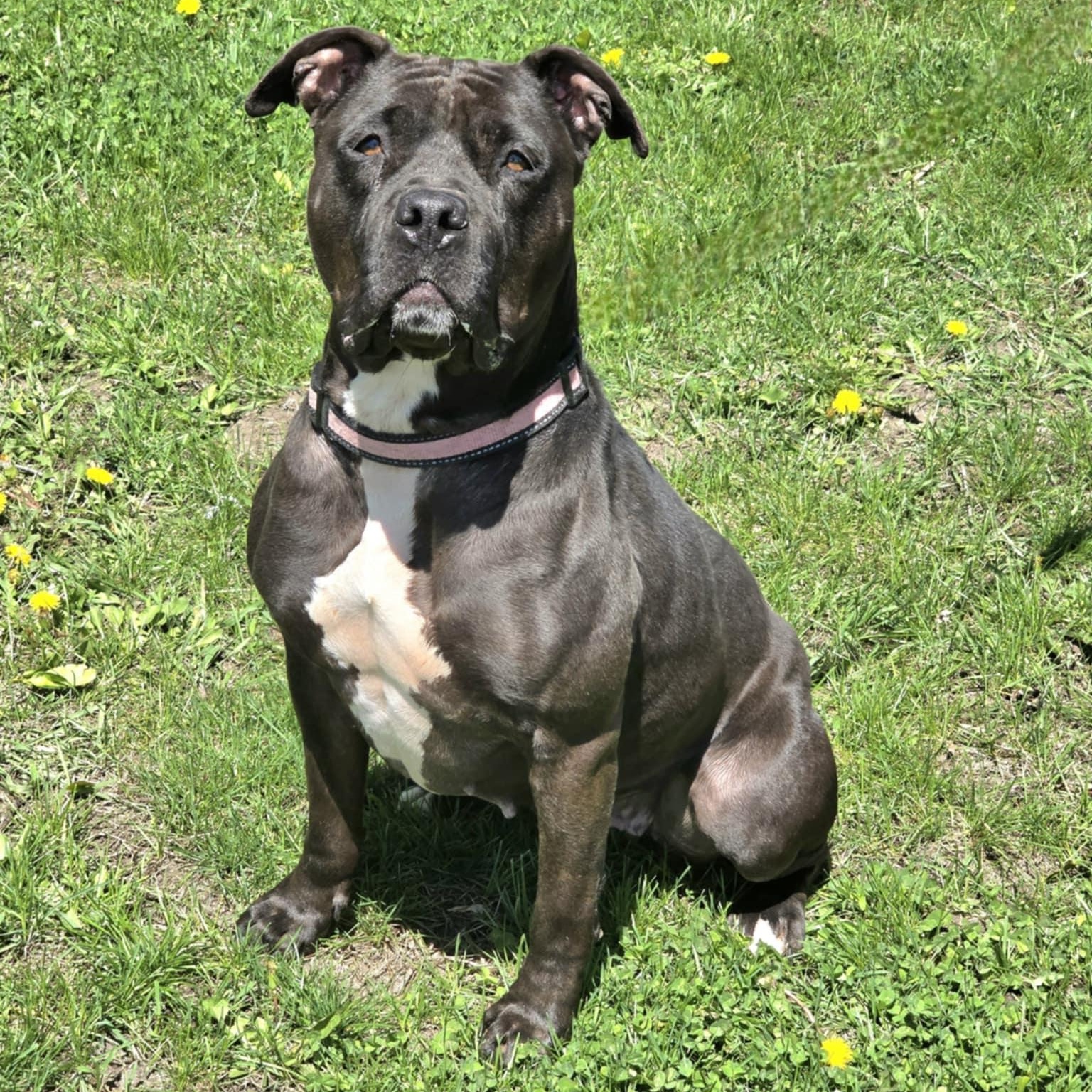 Enlarge Emily, a Adoptable mixed breed in Waterloo, IA image 5/6