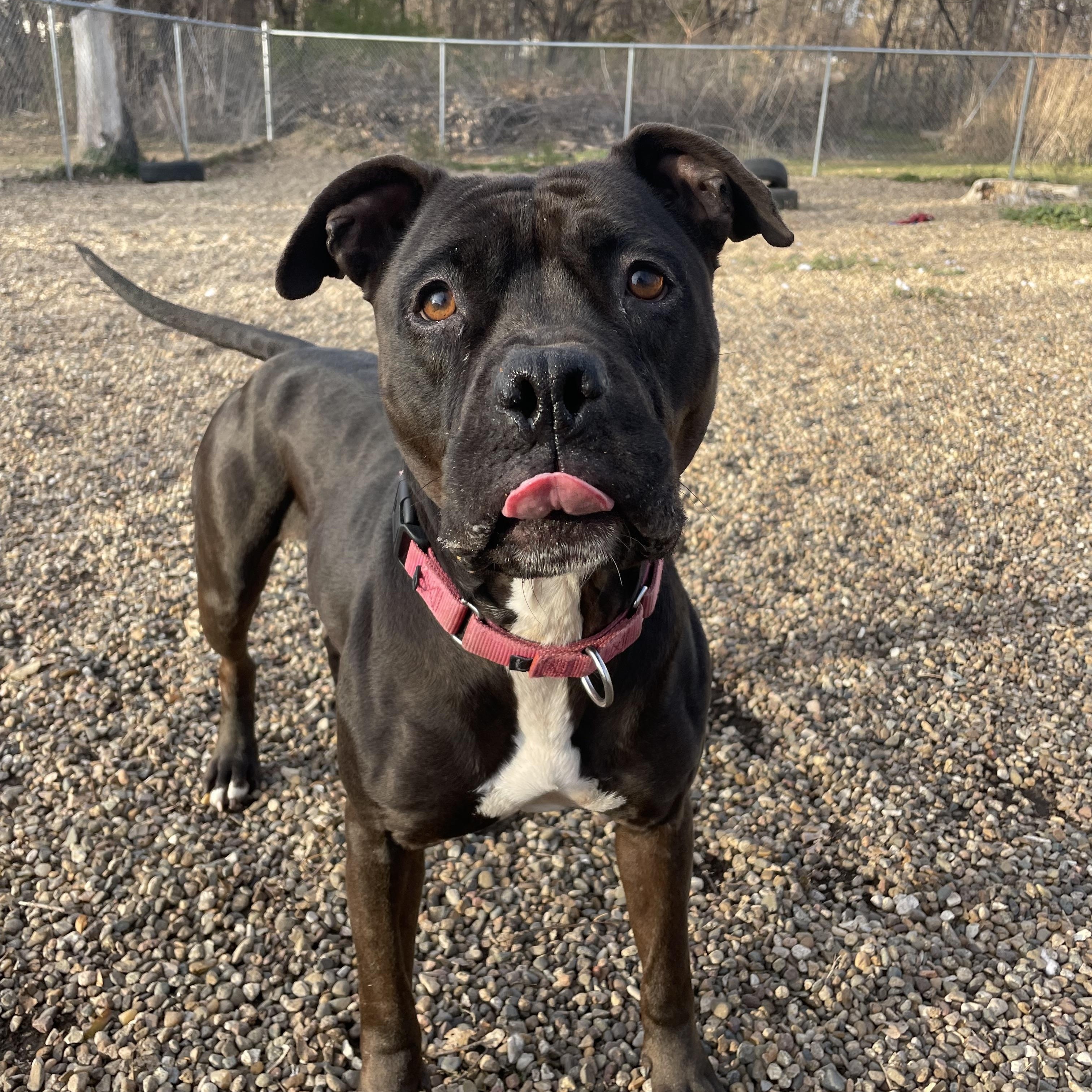Enlarge Emily, a Adoptable mixed breed in Waterloo, IA image 1/6