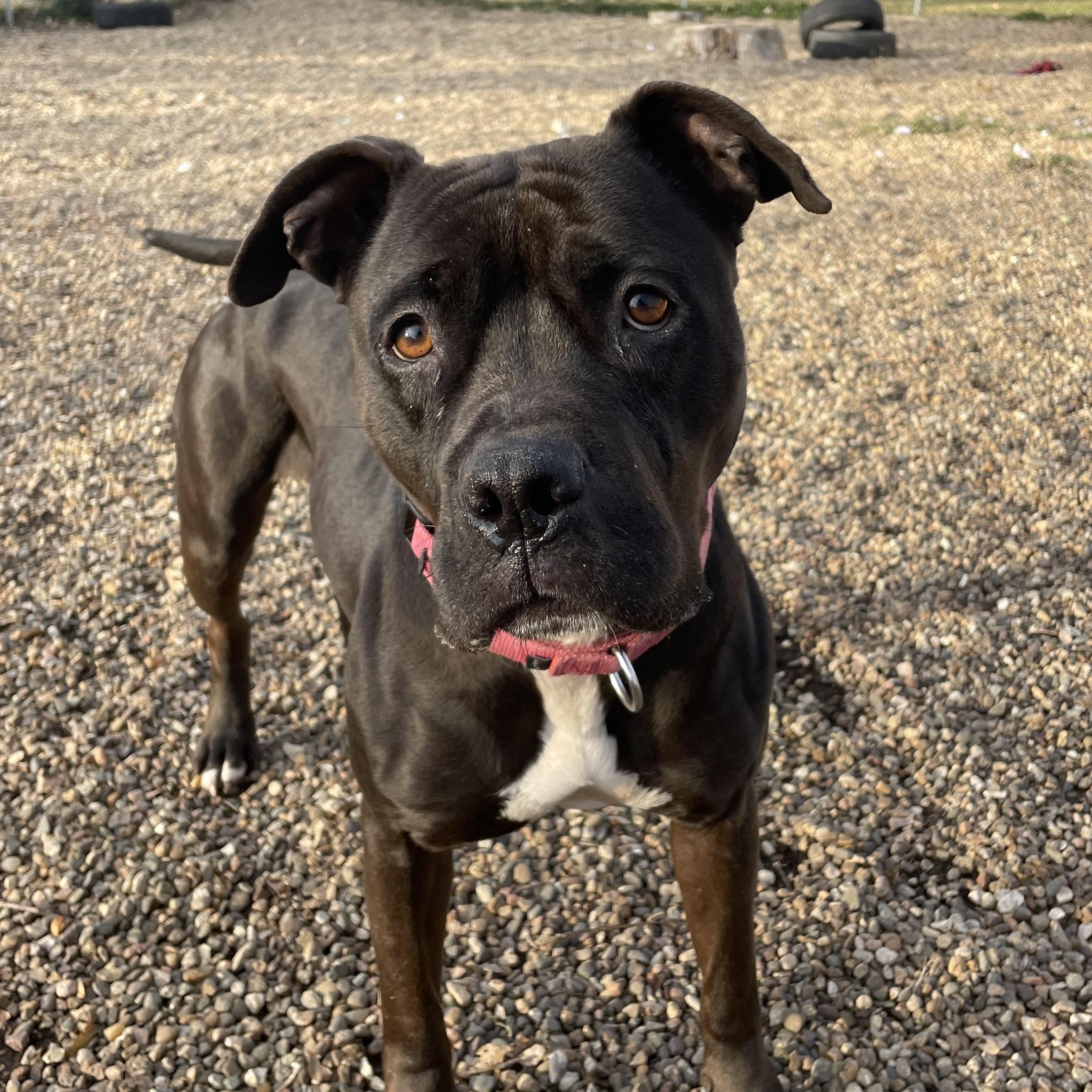 Emily, Adoptable, Adult Female American Bulldog.