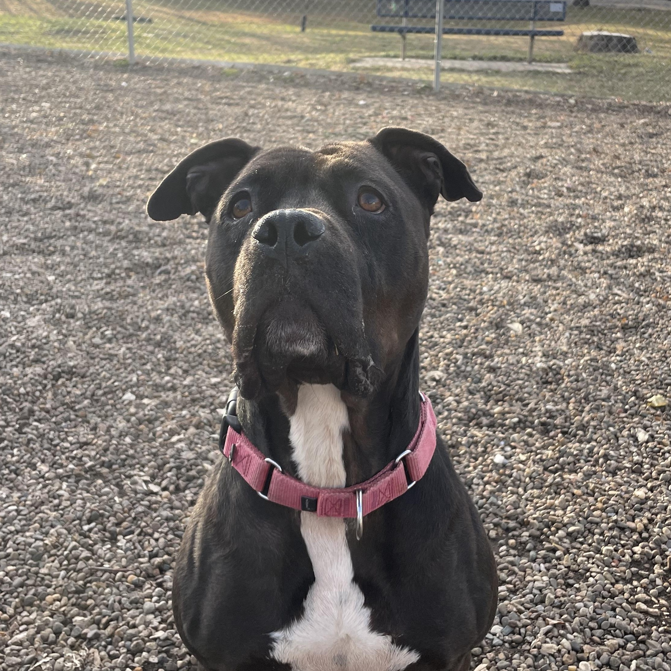 Enlarge Emily, a Adoptable mixed breed in Waterloo, IA image 3/6
