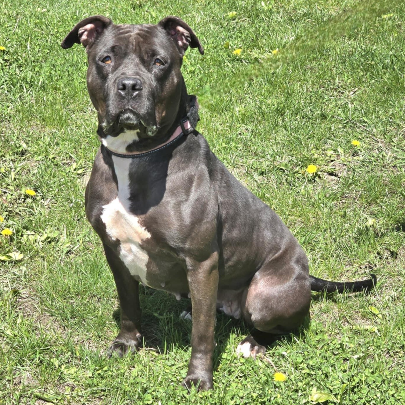 Enlarge Emily, a Adoptable mixed breed in Waterloo, IA image 6/6