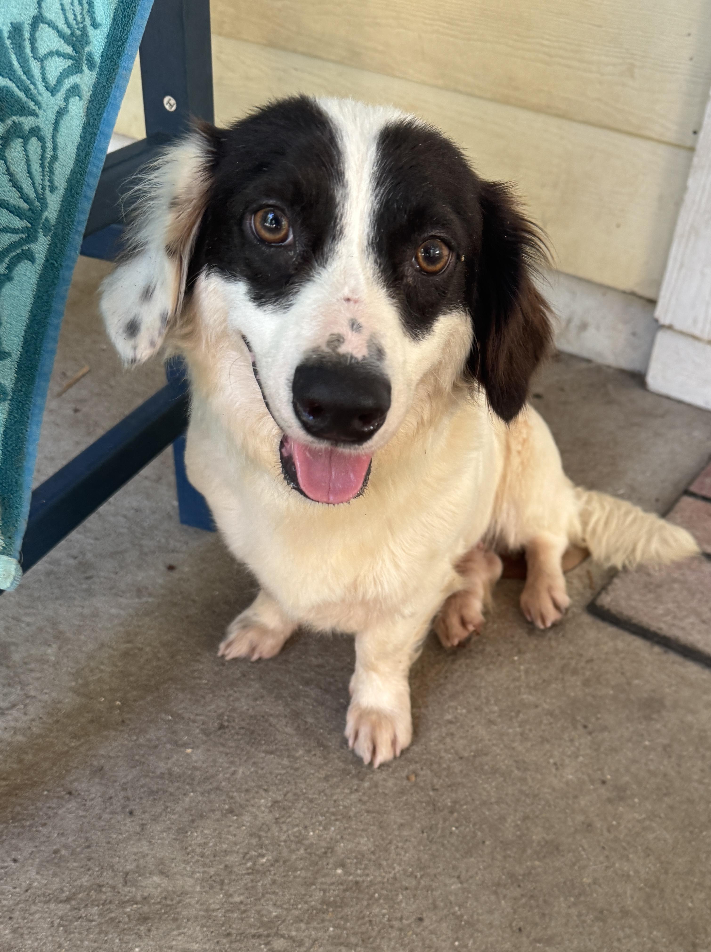 Enlarge Betty, a ADOPTABLE mixed breed in Navarre, FL image 4/4
