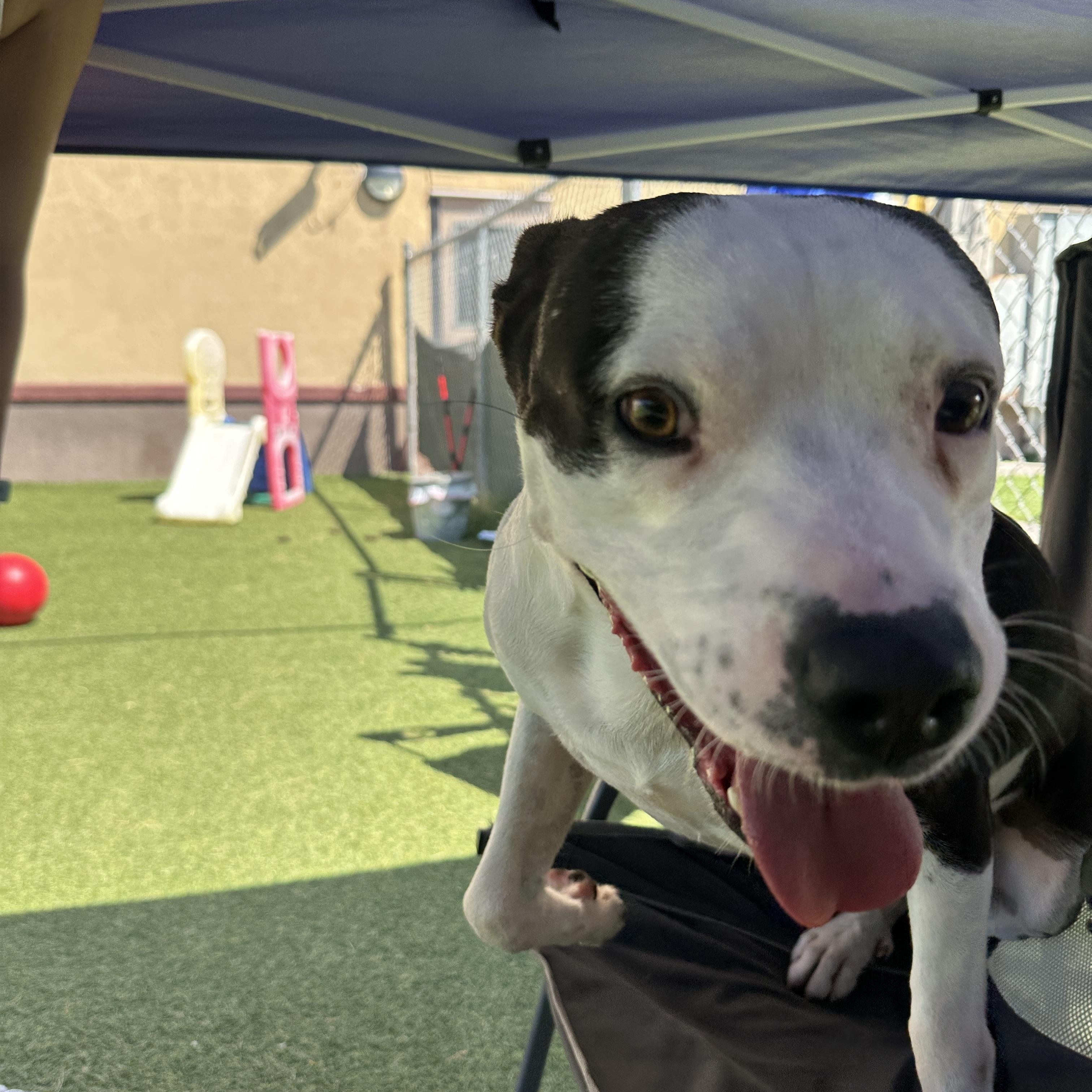 Tom, a Adoptable mixed breed in Hooksett, NH image 3/5