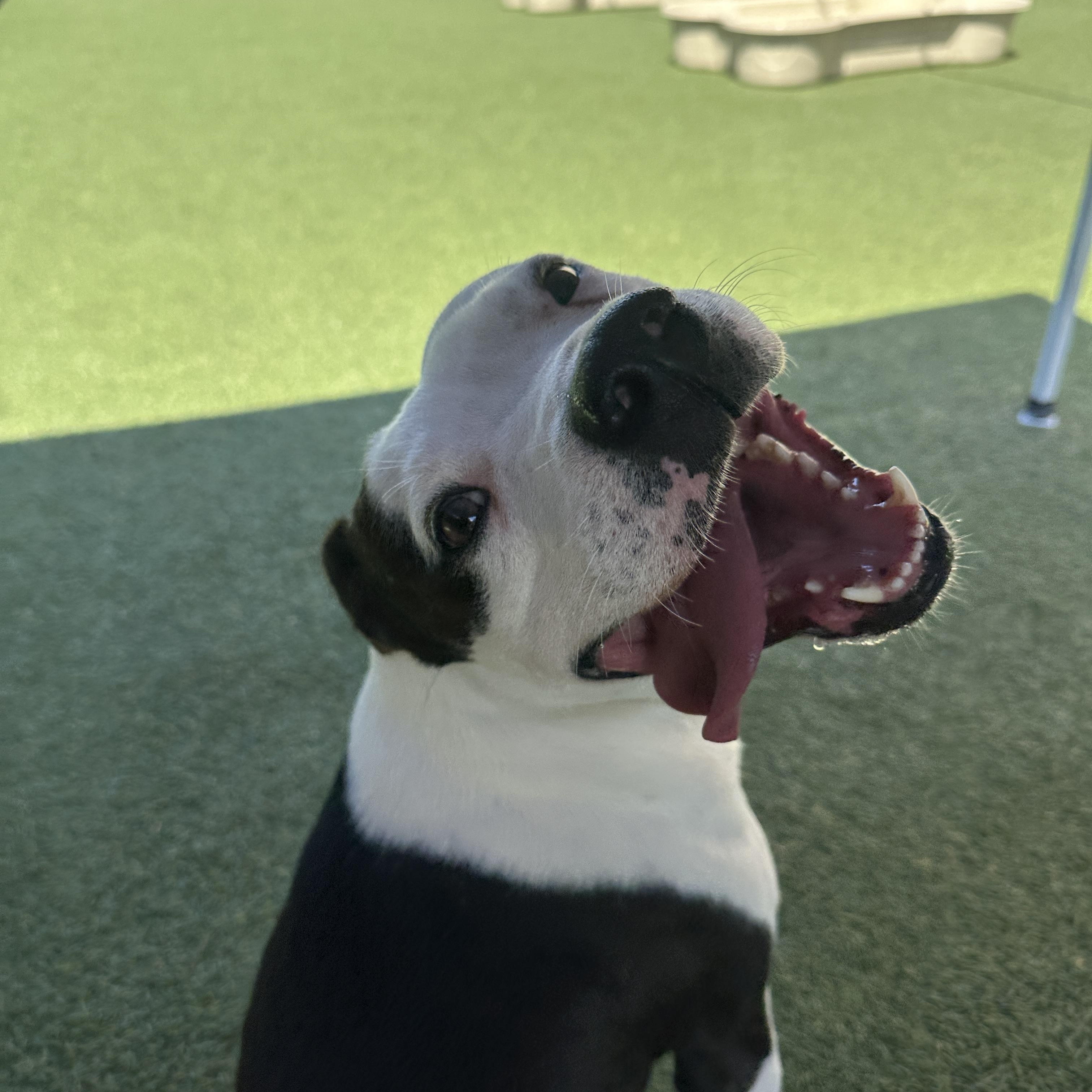 Tom, a Adoptable mixed breed in Hooksett, NH image 1/5