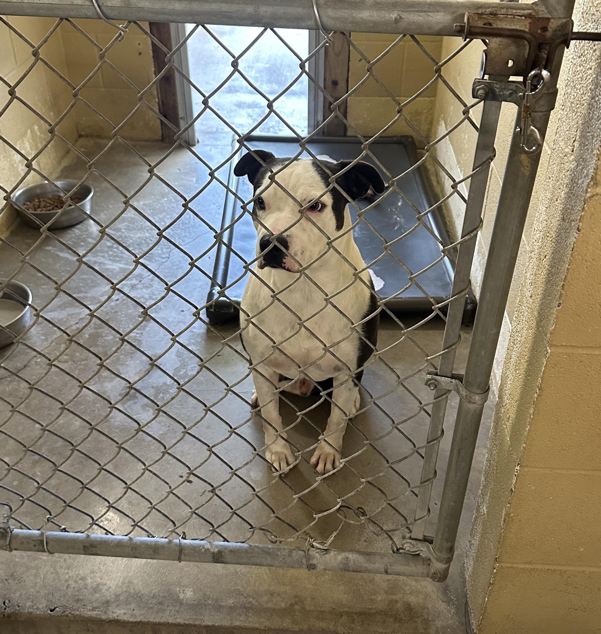 Tom, a Adoptable mixed breed in Hooksett, NH image 5/5
