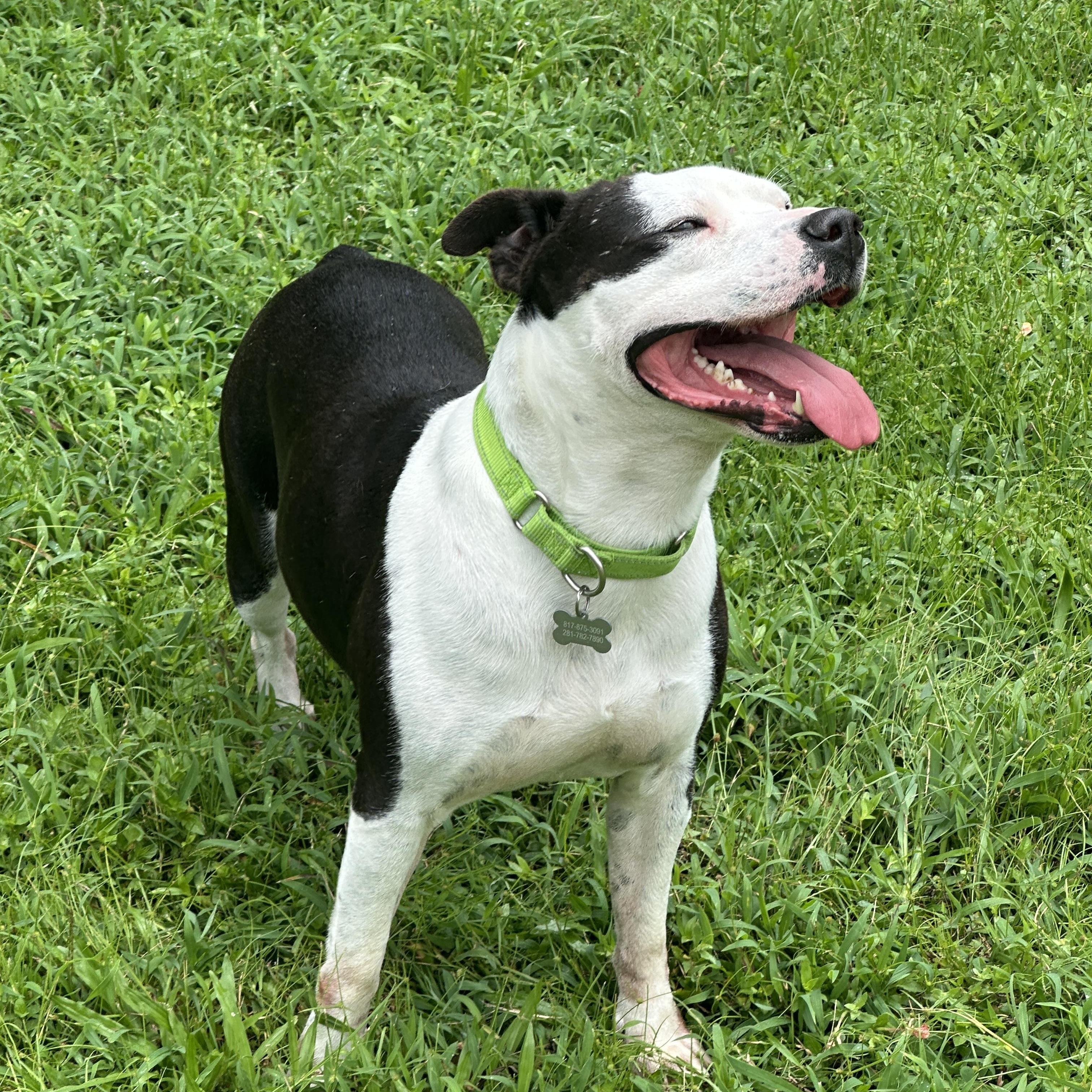 Tom, a Adoptable mixed breed in Hooksett, NH image 4/5