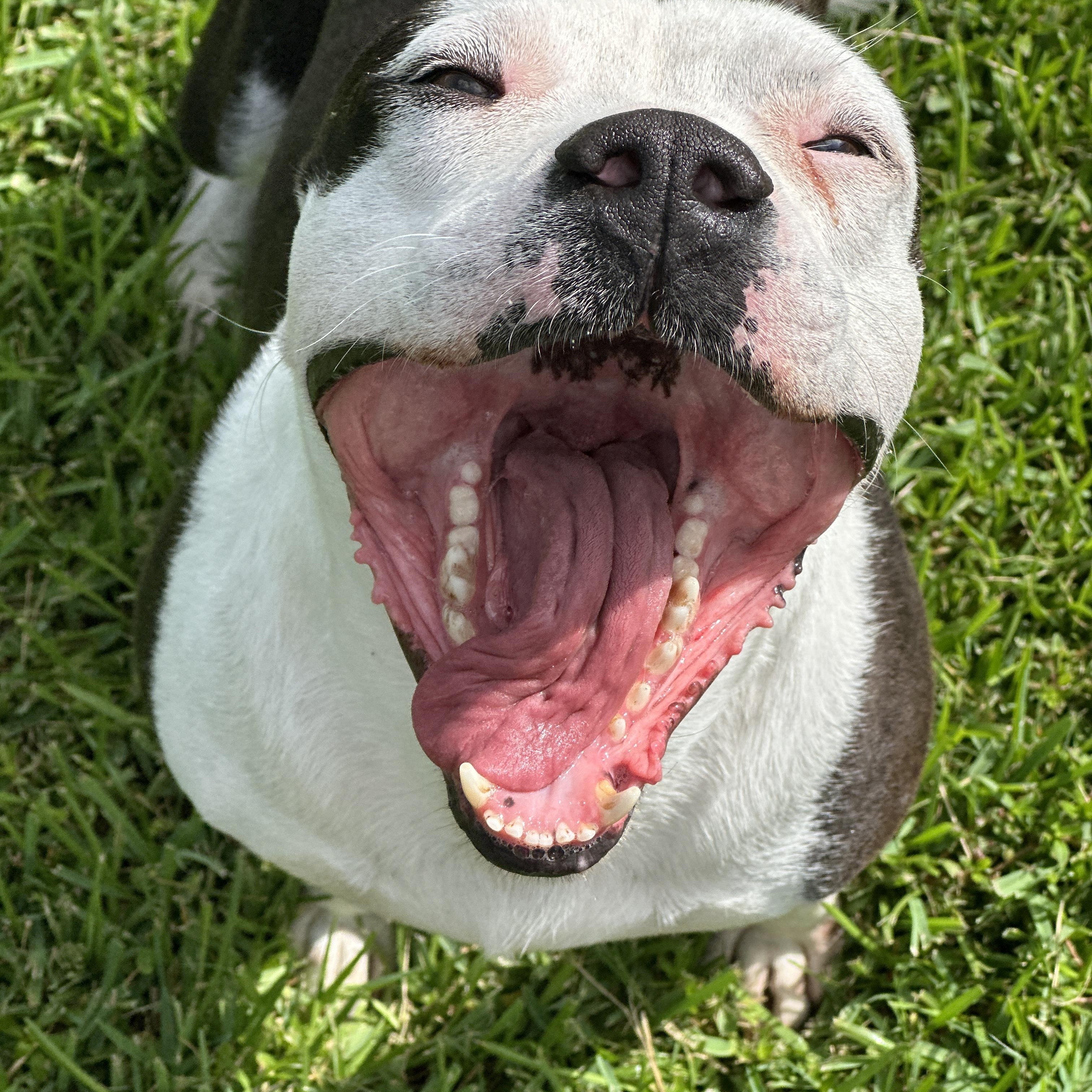 Tom, a Adoptable mixed breed in Hooksett, NH image 2/5