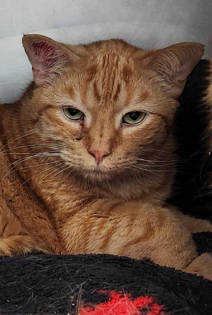 Andes Mints, Adoptable, Adult Male Domestic Short Hair.