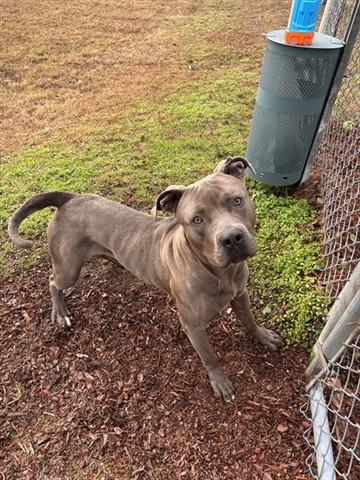 Enlarge SMOKEY, a Adoptable mixed breed in Panama City, FL image 1/1