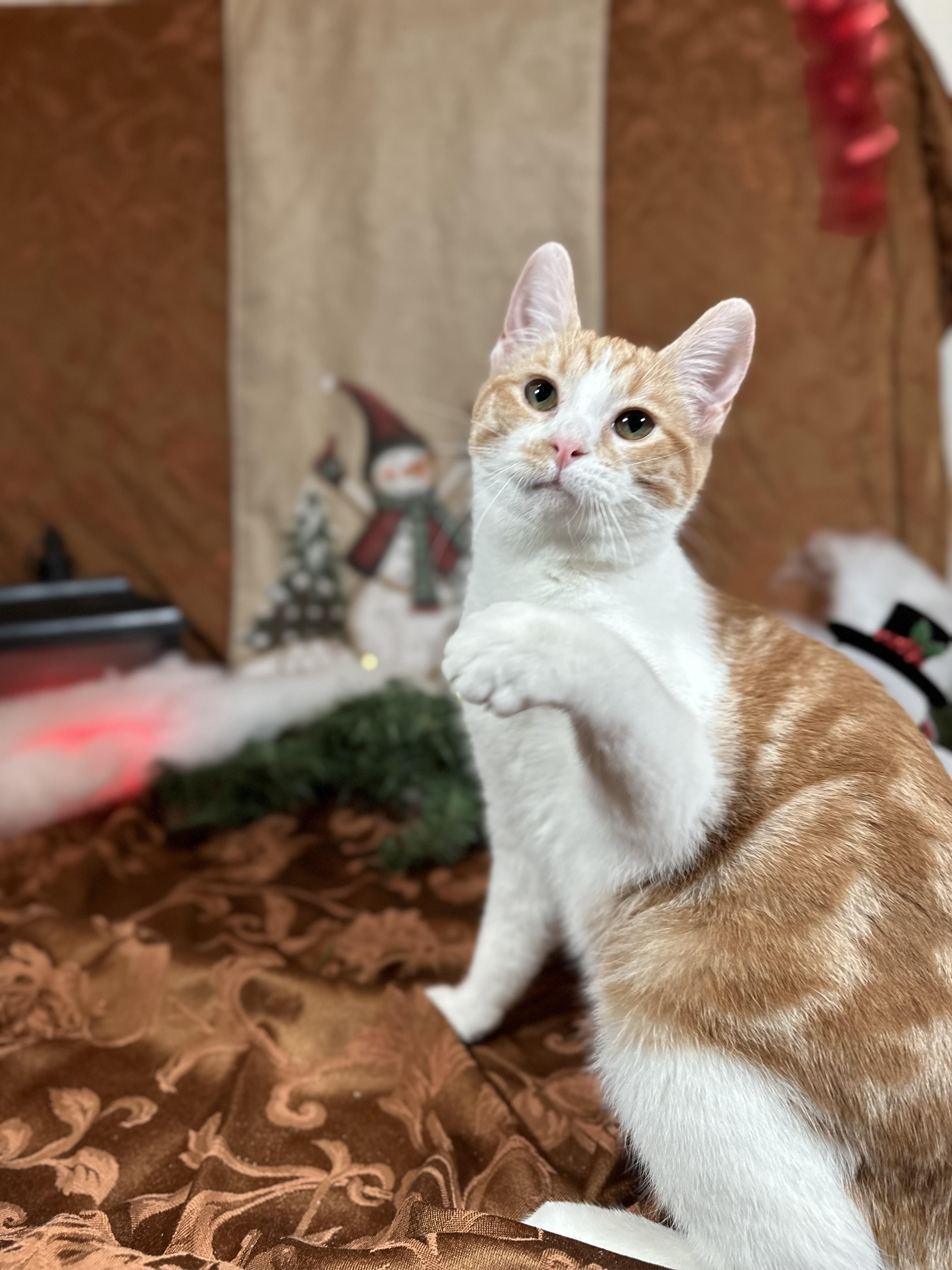 Enlarge Olipop (bonded with Mocha), a Adoptable Domestic Short Hair in Fort Oglethorpe, GA image 1/6