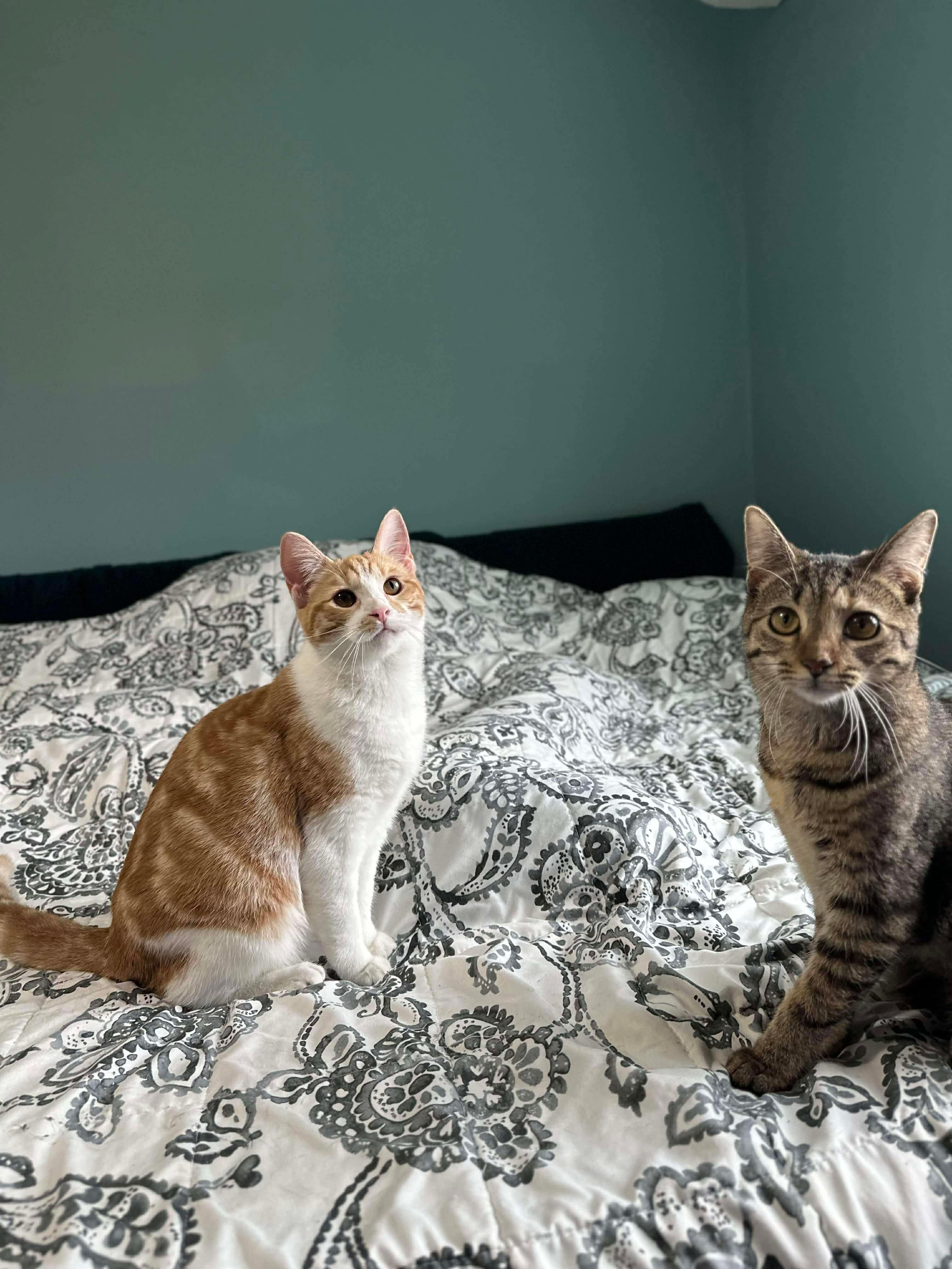 Enlarge Olipop (bonded with Mocha), a Adoptable Domestic Short Hair in Fort Oglethorpe, GA image 2/6