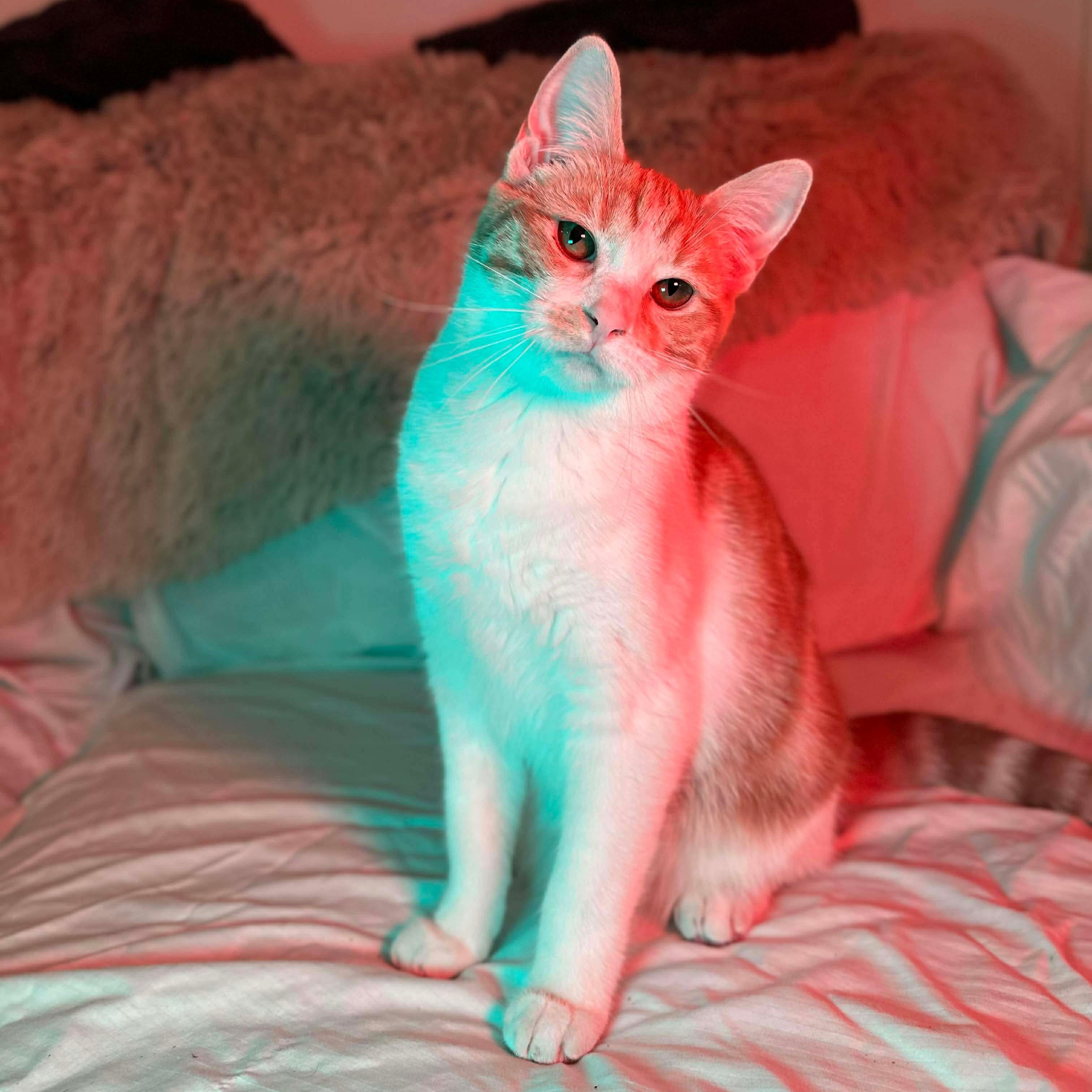 Enlarge Olipop (bonded with Mocha), a Adoptable Domestic Short Hair in Fort Oglethorpe, GA image 3/6