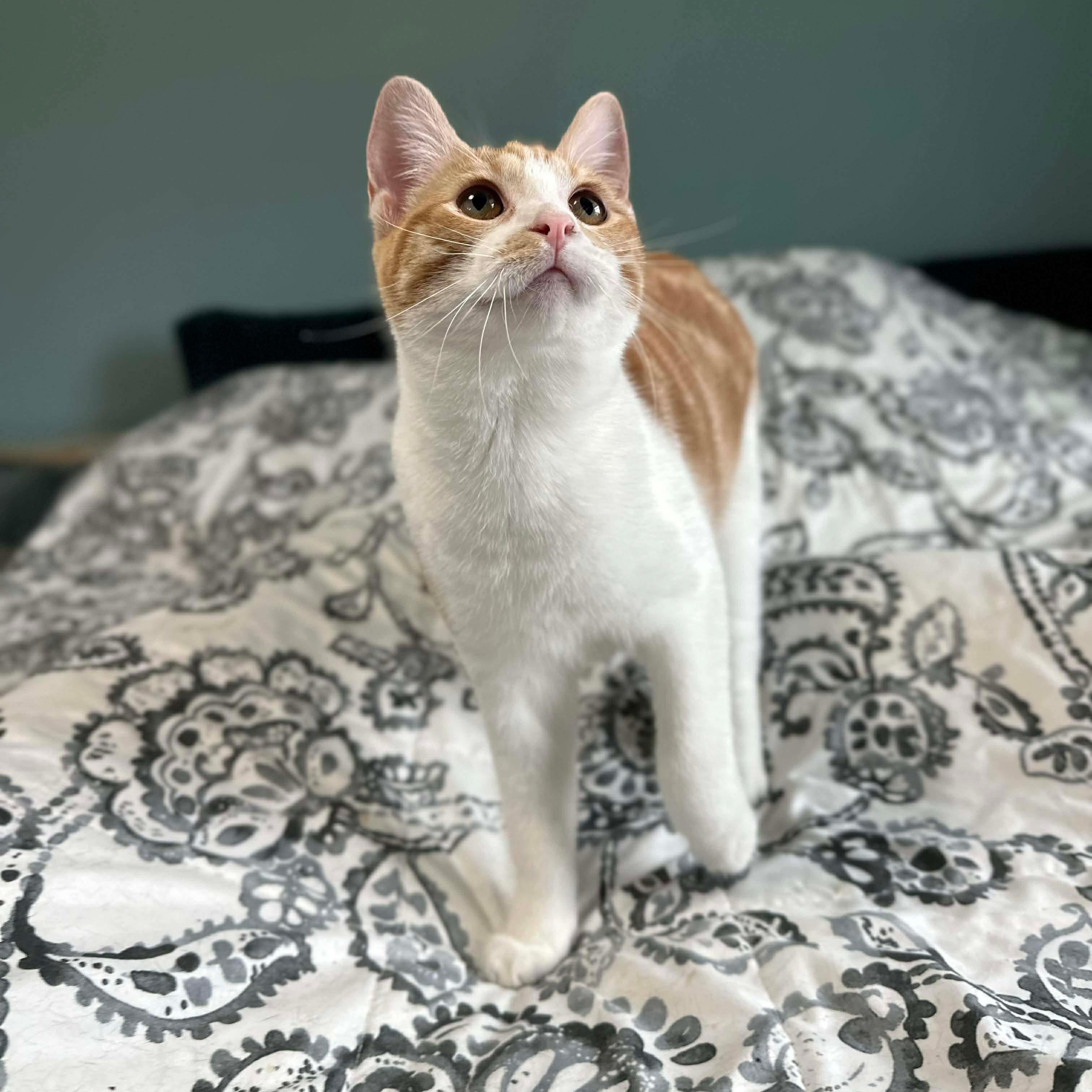 Enlarge Olipop (bonded with Mocha), a Adoptable Domestic Short Hair in Fort Oglethorpe, GA image 4/6