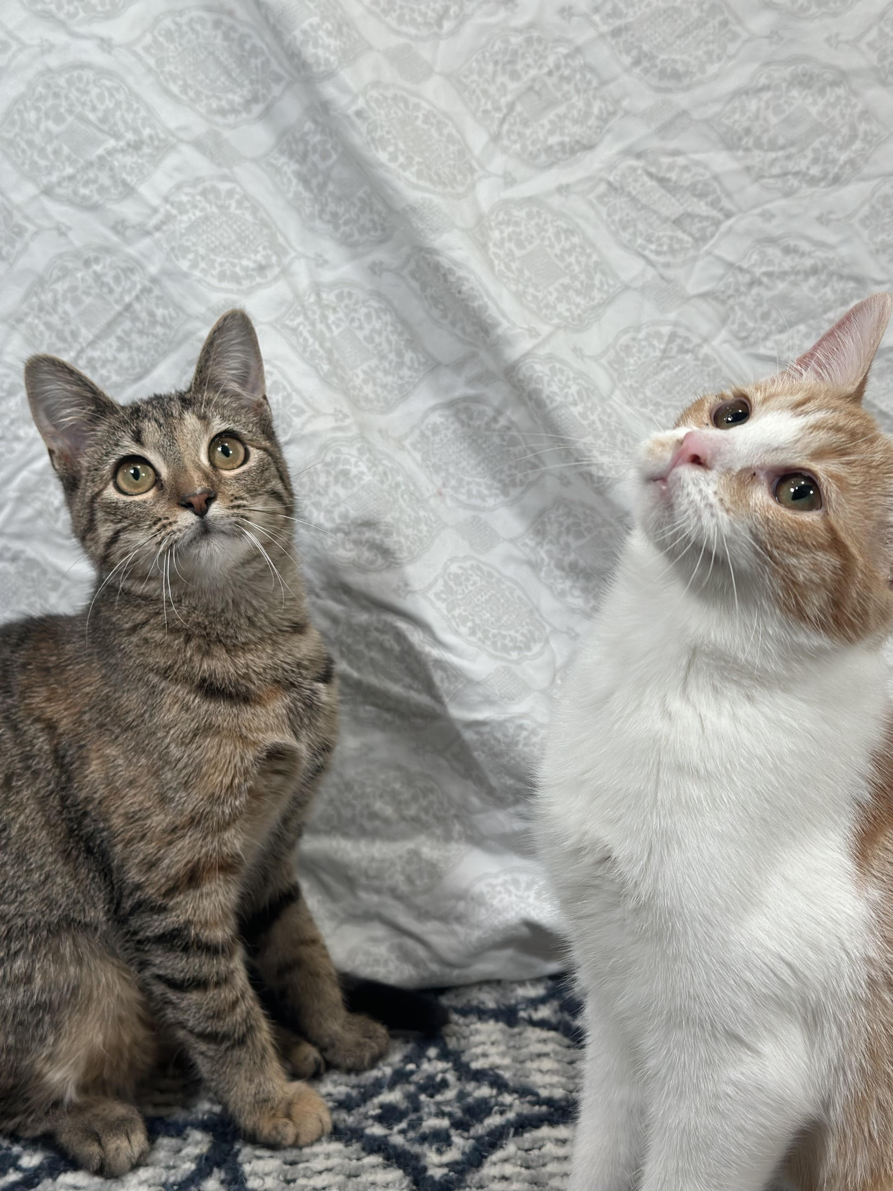 Enlarge Olipop (bonded with Mocha), a Adoptable Domestic Short Hair in Fort Oglethorpe, GA image 6/6