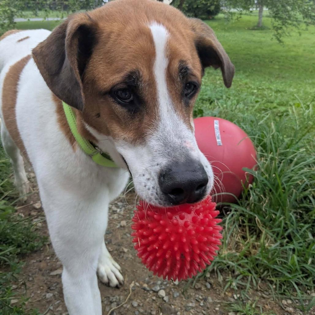 Enlarge Wilson, a Adoptable mixed breed in Shinnston, WV image 2/2