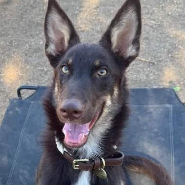 George, Adoptable, Puppy Male Shepherd & Corgi.