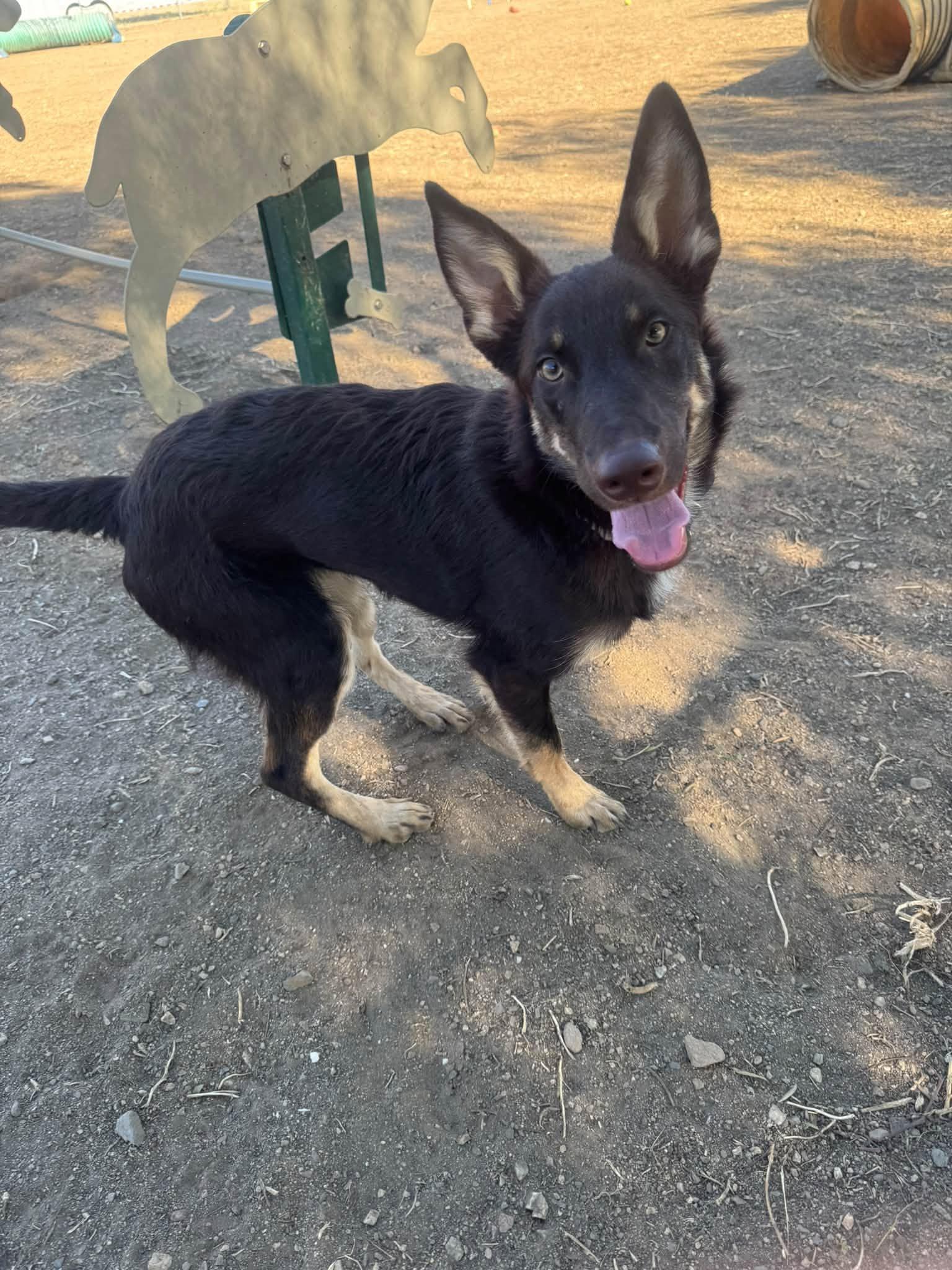 Enlarge George, a Adoptable mixed breed in Agua Dulce, CA image 3/4