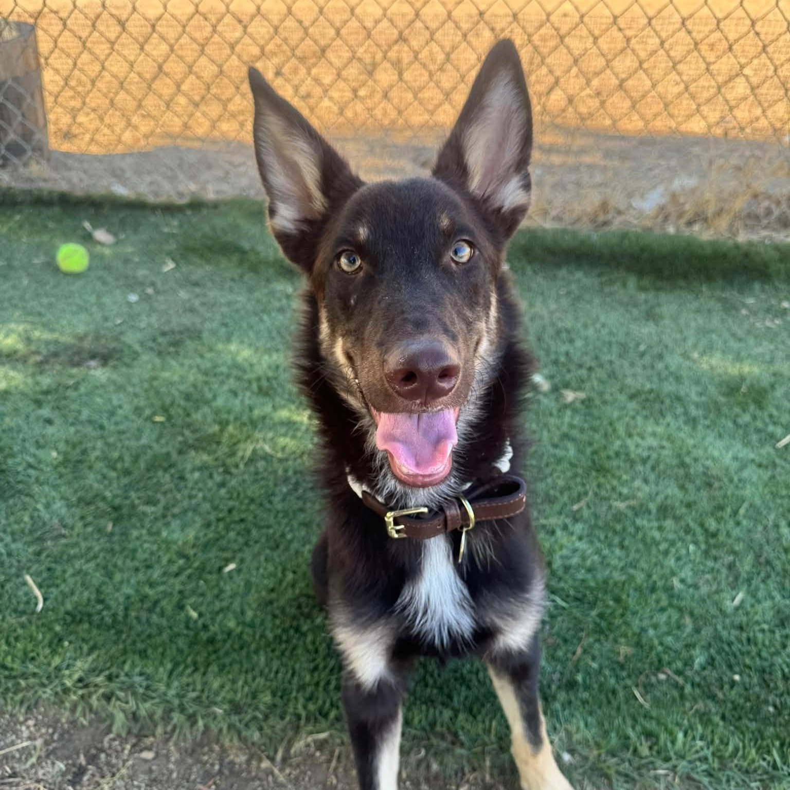 Enlarge George, a Adoptable mixed breed in Agua Dulce, CA image 2/4