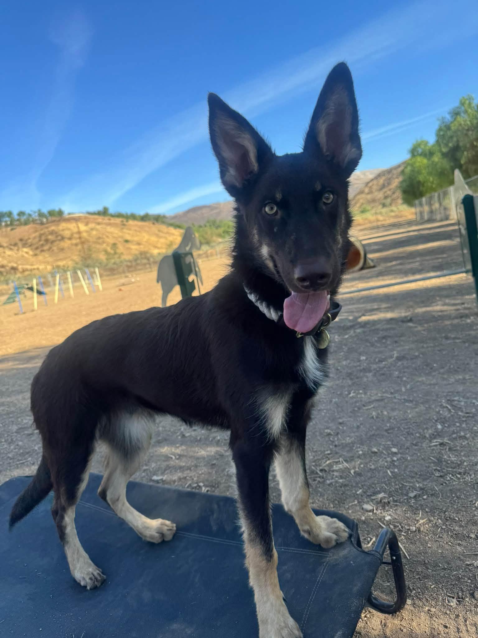 Enlarge George, a Adoptable mixed breed in Agua Dulce, CA image 4/4