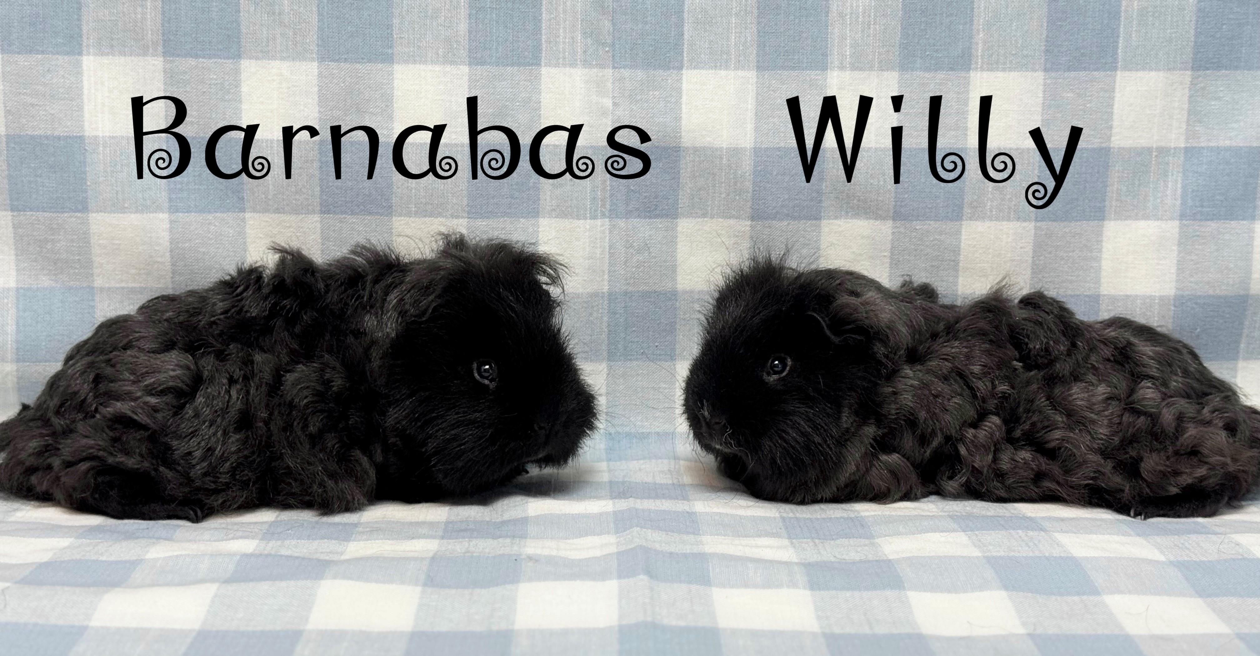 Enlarge Barnabas and Willy, a Adoptable Guinea Pig in Knoxville, TN image 1/1