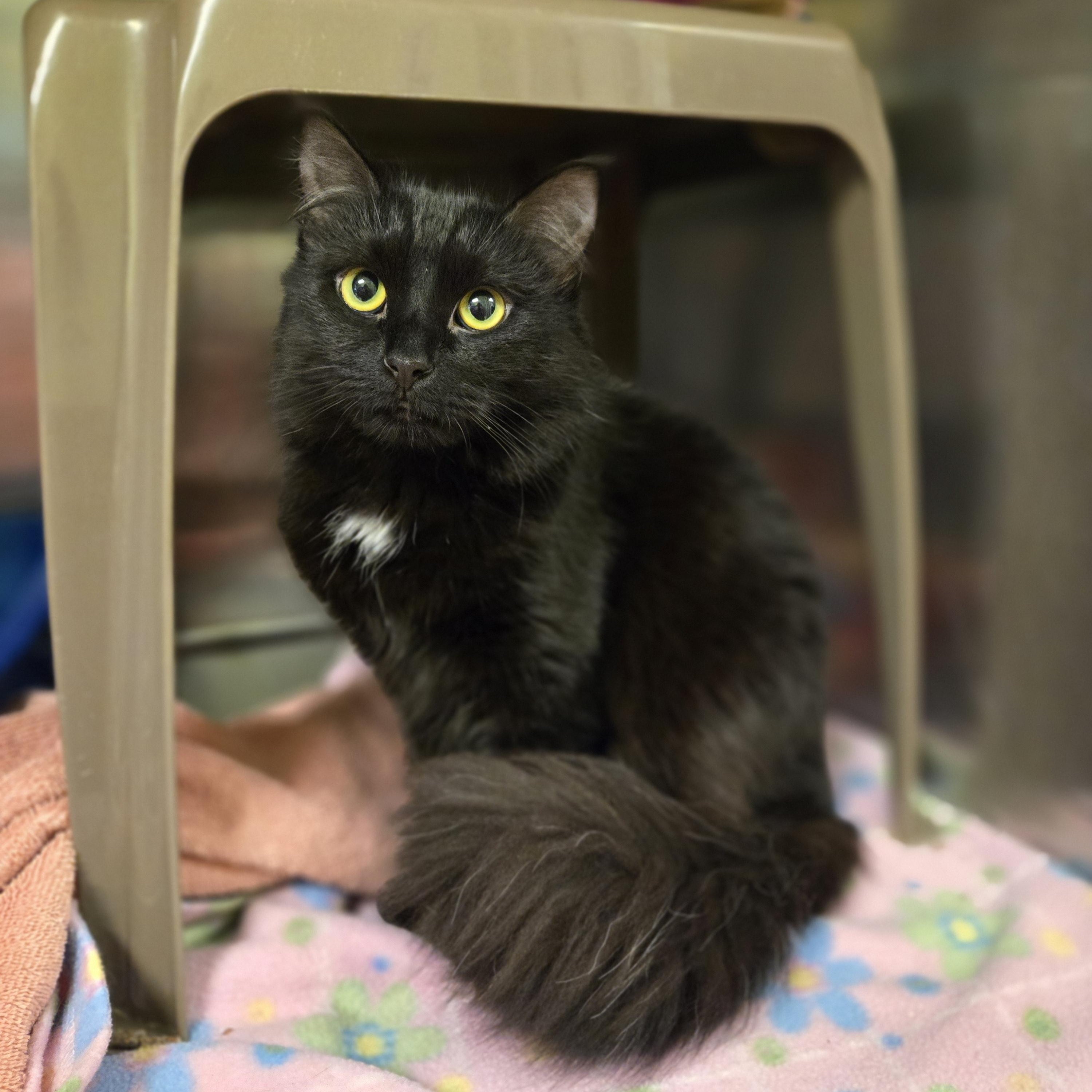 River, an adopted Domestic Long Hair in Paris, ME image 1/2