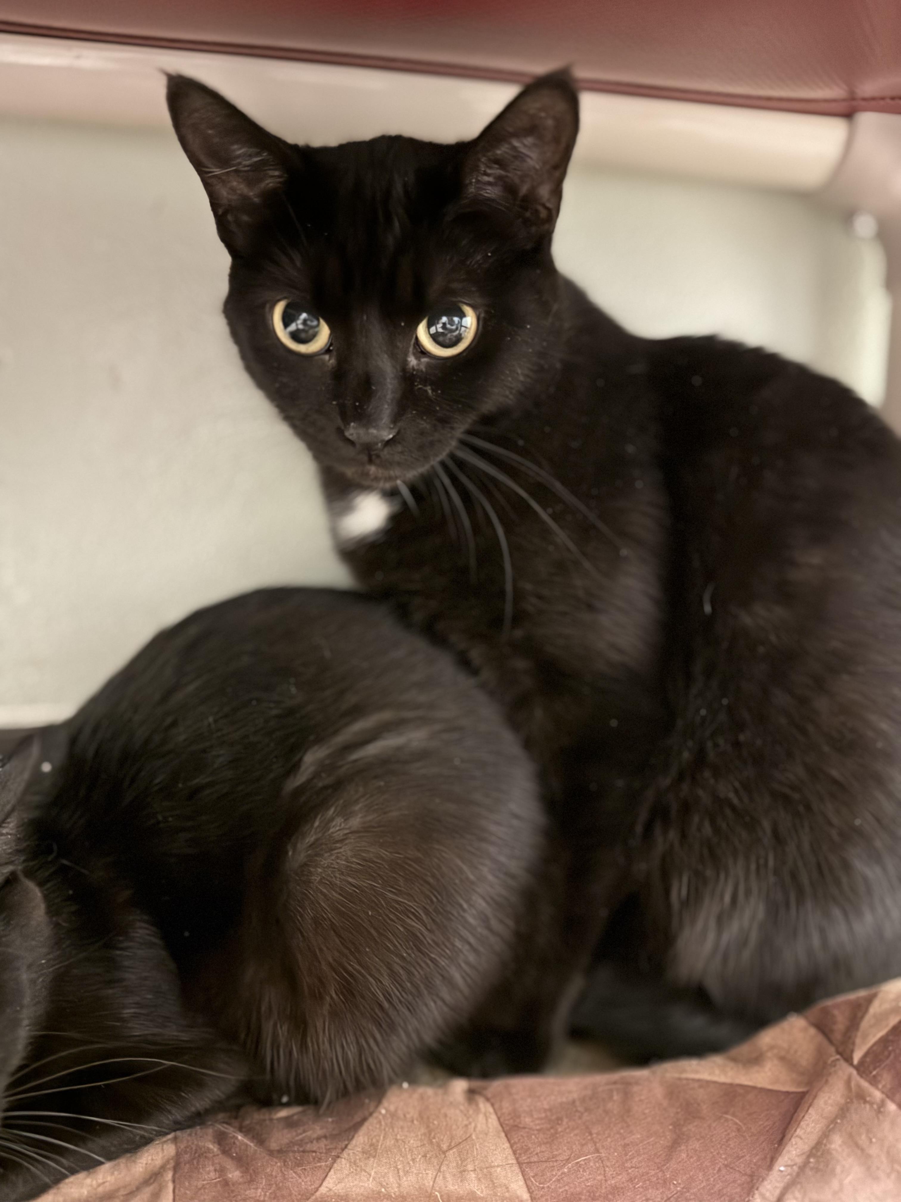 Enlarge Silver, a ADOPTABLE Domestic Short Hair in Dodgeville, WI image 1/1