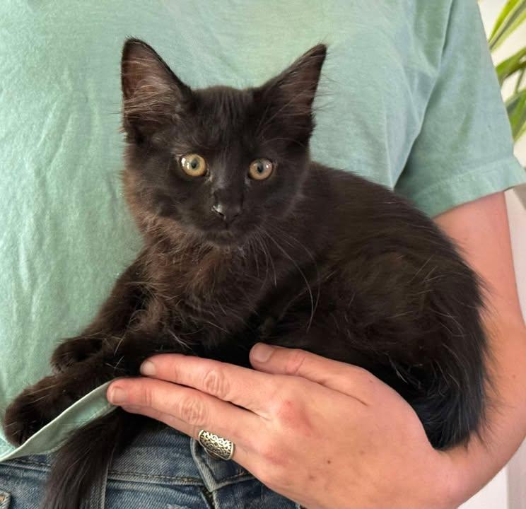 Shadow, adoptable, Kitten Male Domestic Long Hair.