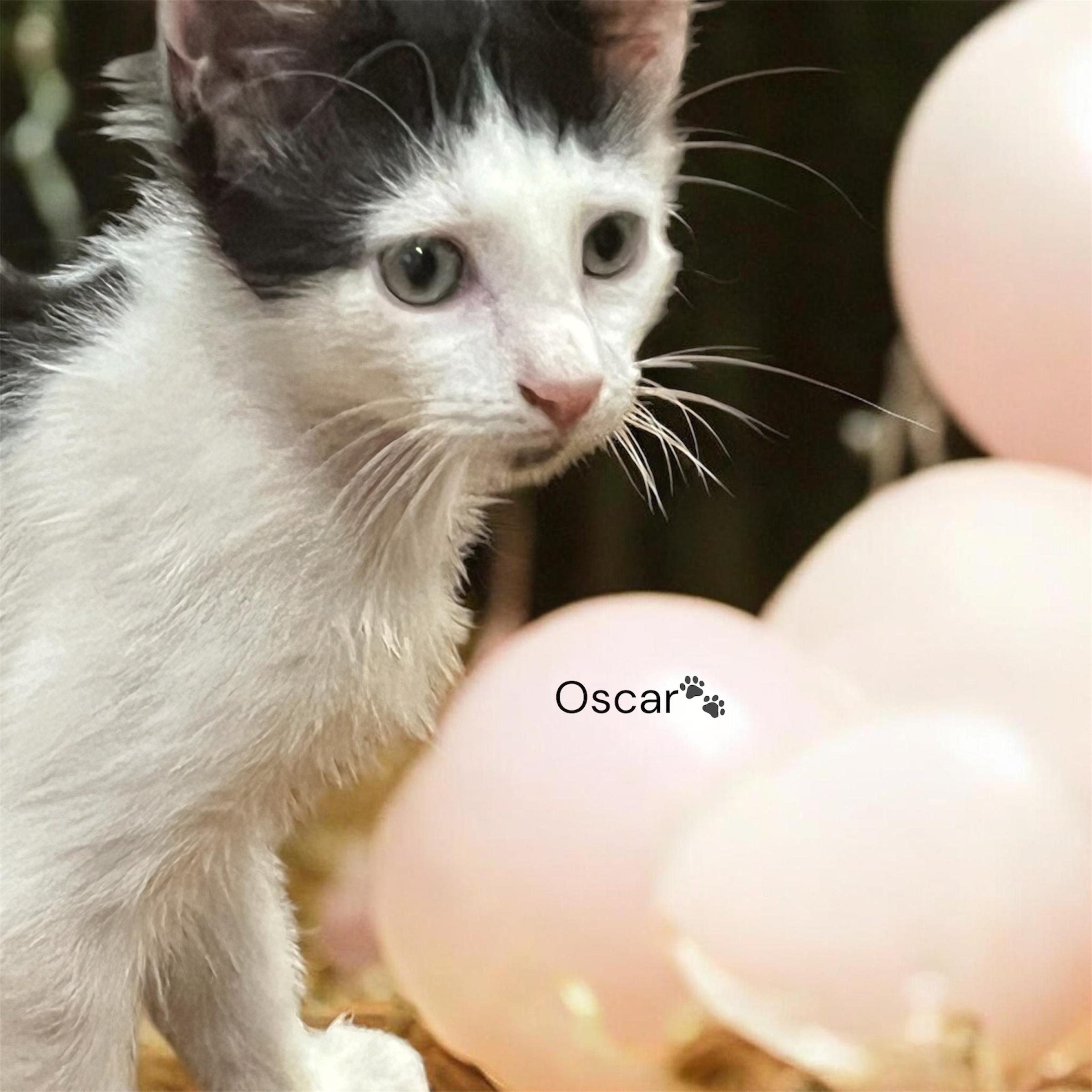 Enlarge Madison & Oscar, a Adoptable Domestic Medium Hair in North Bergen, NJ image 2/3