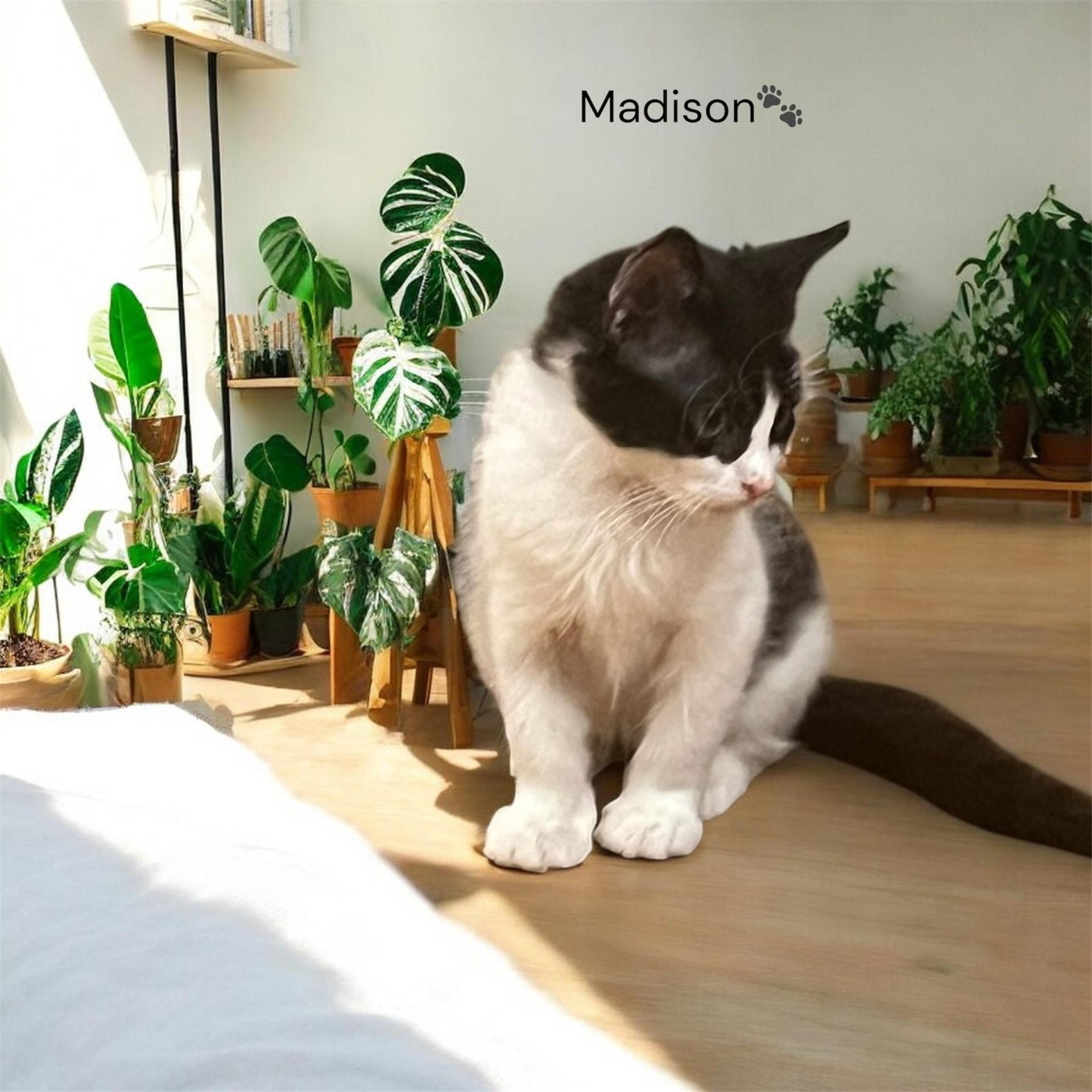 Enlarge Madison & Oscar, a Adoptable Domestic Medium Hair in North Bergen, NJ image 3/3