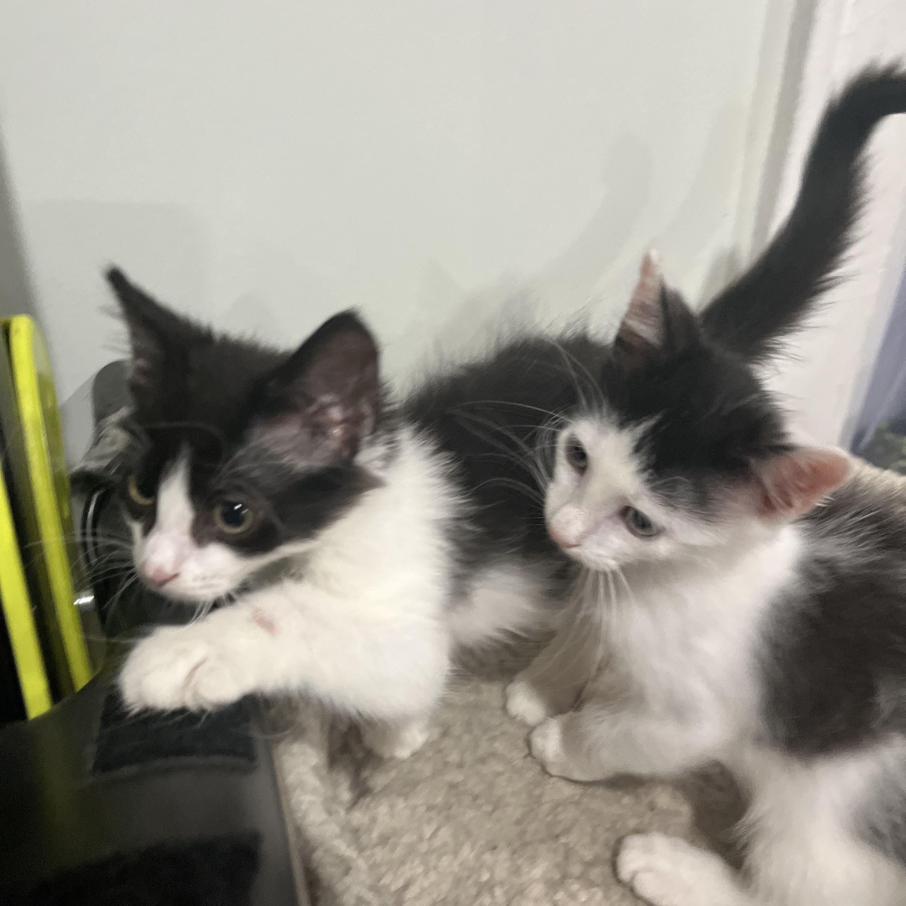 Madison & Oscar, Adoptable, Kitten Male Domestic Medium Hair.