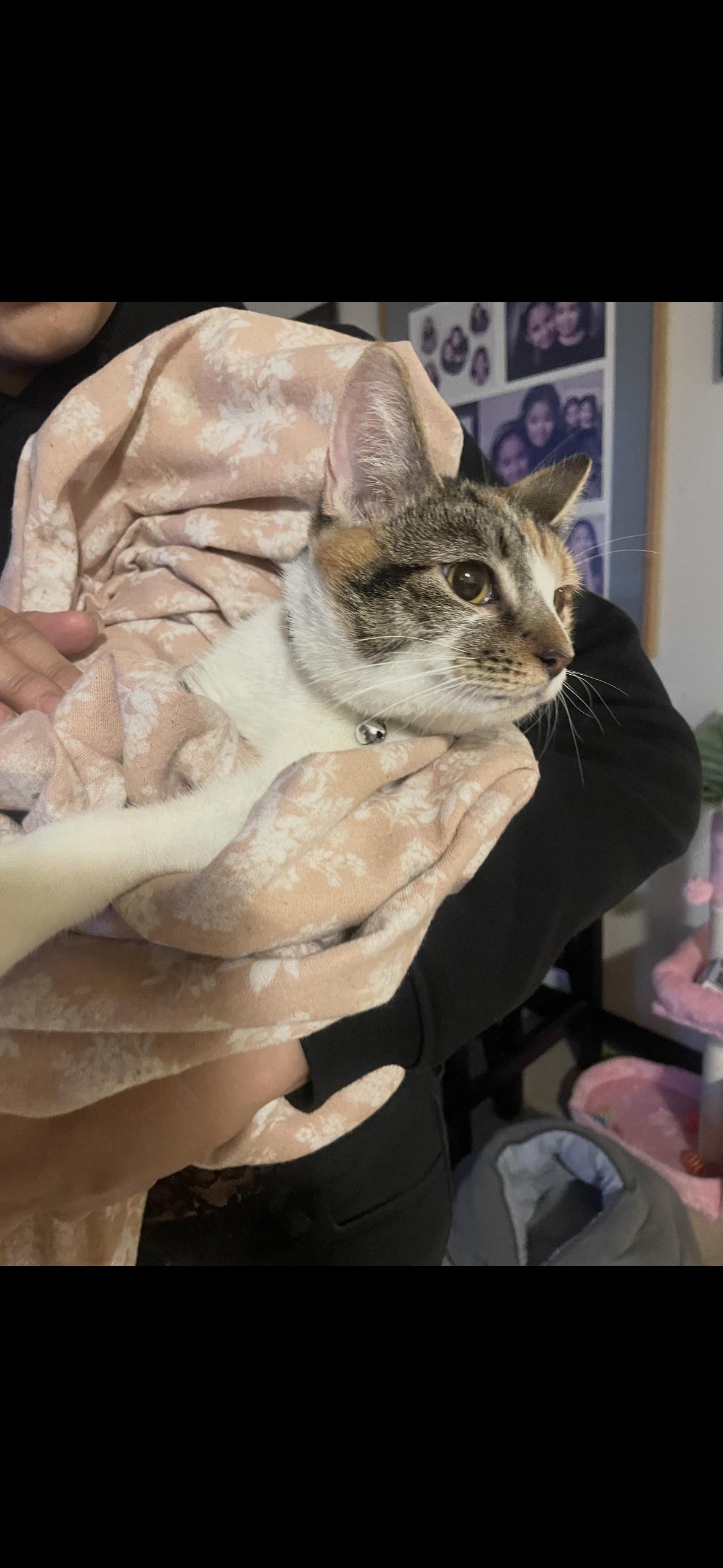 Jo Jo, ADOPTABLE, Young Female American Shorthair.