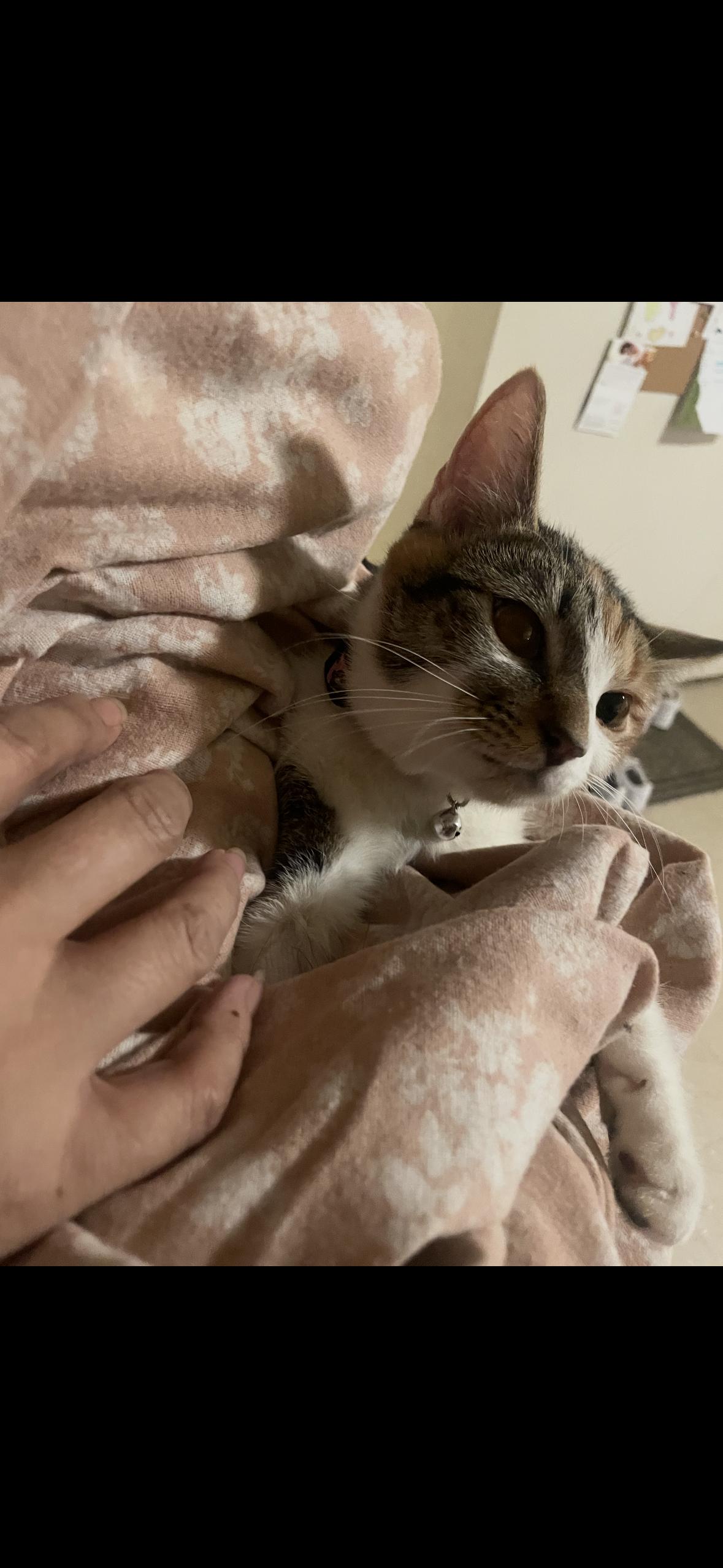 Enlarge Jo Jo, a ADOPTABLE American Shorthair in Brooklyn, NY image 2/2