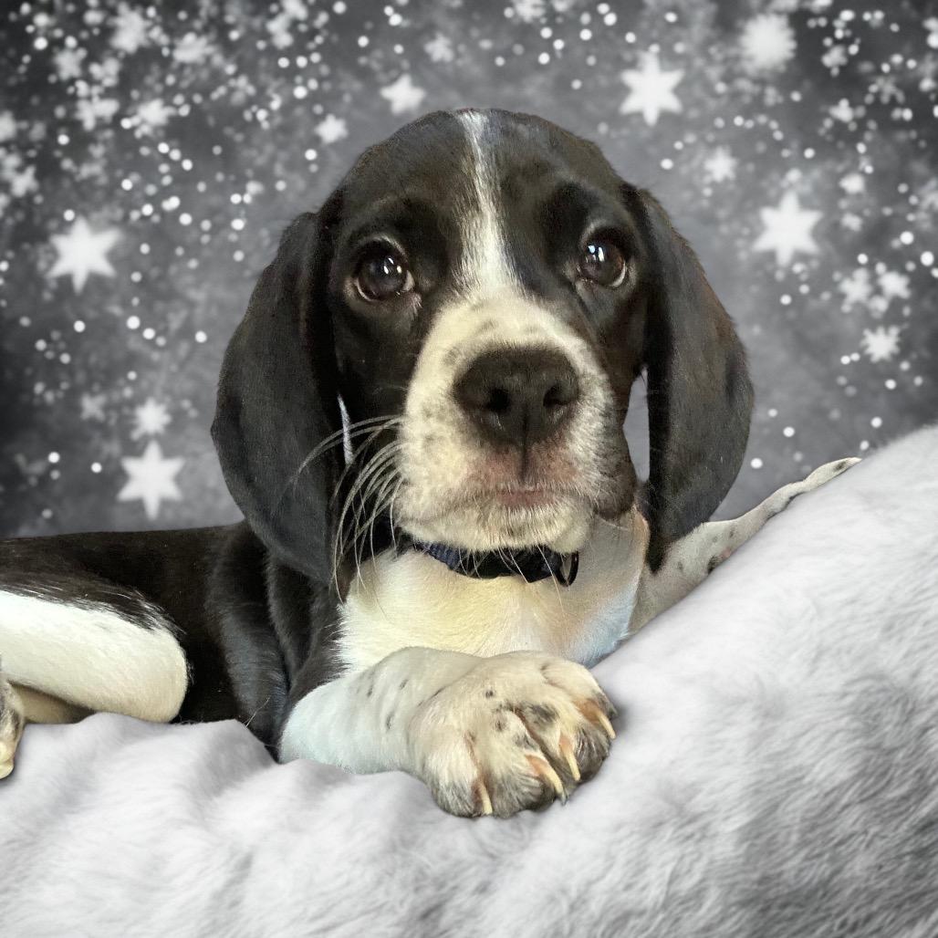 Stitch, Adoptable, Puppy Male Beagle & Chihuahua.