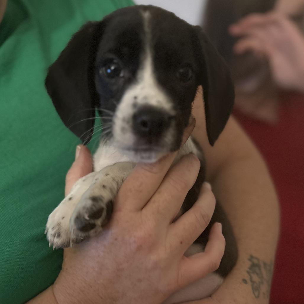 Enlarge Stitch, a Adoptable mixed breed in Phoenix, AZ image 2/2