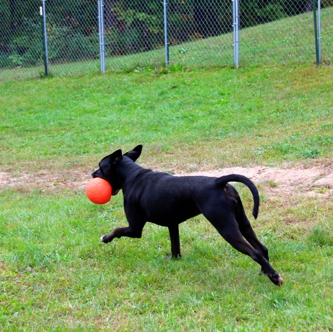 Luna, an adoptable Mixed Breed in Cheboygan, MI, 49721 | Photo Image 4