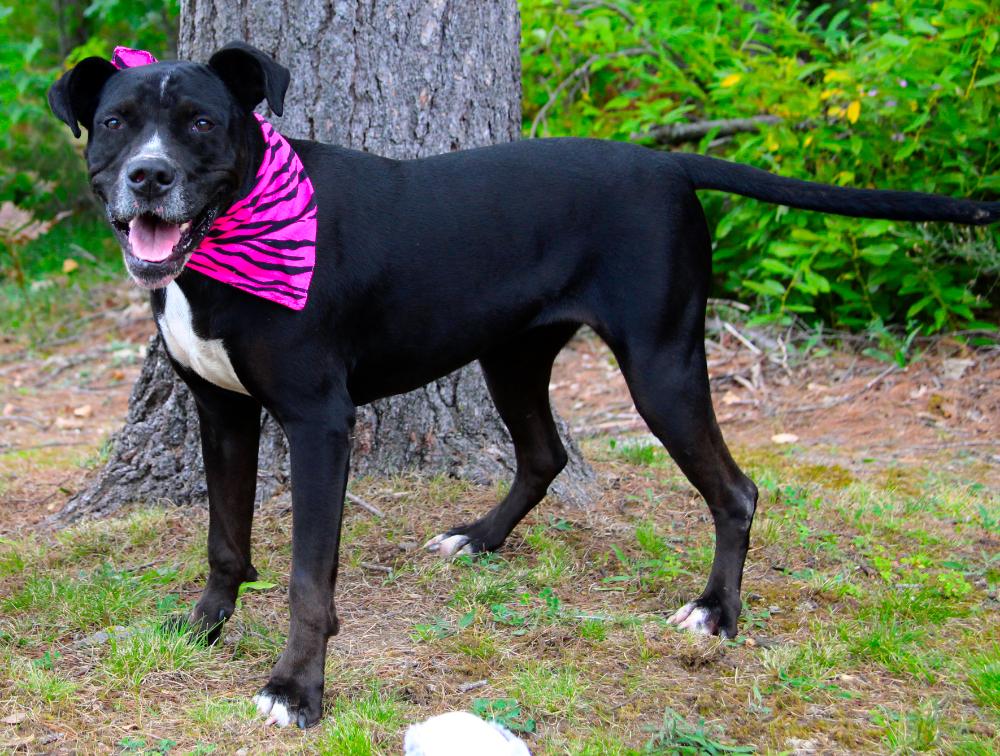 Luna, an adoptable Mixed Breed in Cheboygan, MI, 49721 | Photo Image 1