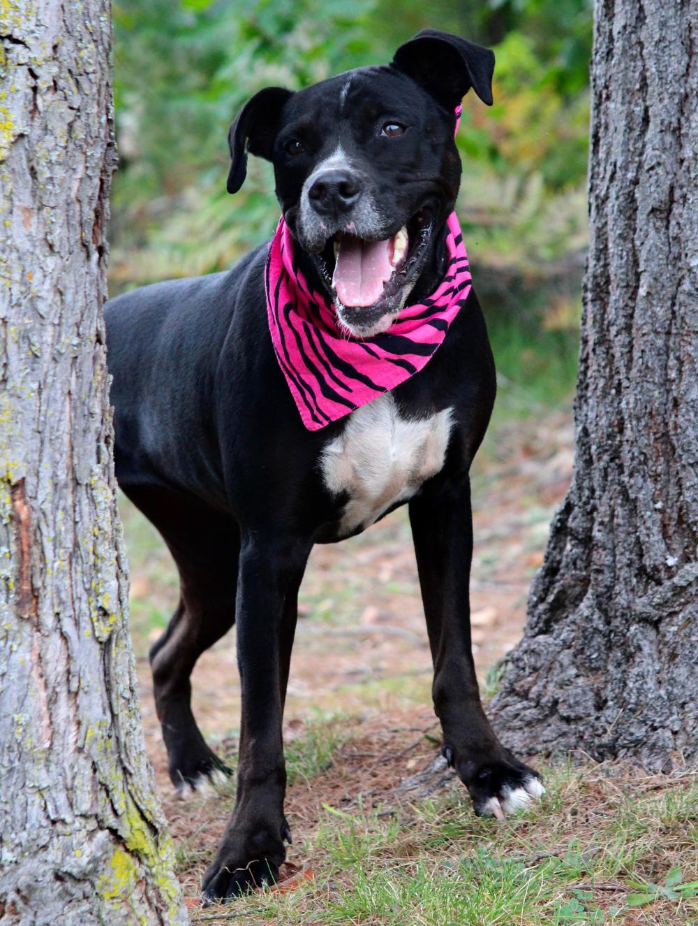 Luna, an adoptable Mixed Breed in Cheboygan, MI, 49721 | Photo Image 3