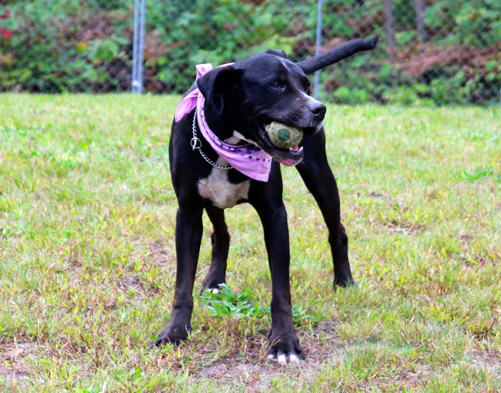 Luna, an adoptable Mixed Breed in Cheboygan, MI, 49721 | Photo Image 5