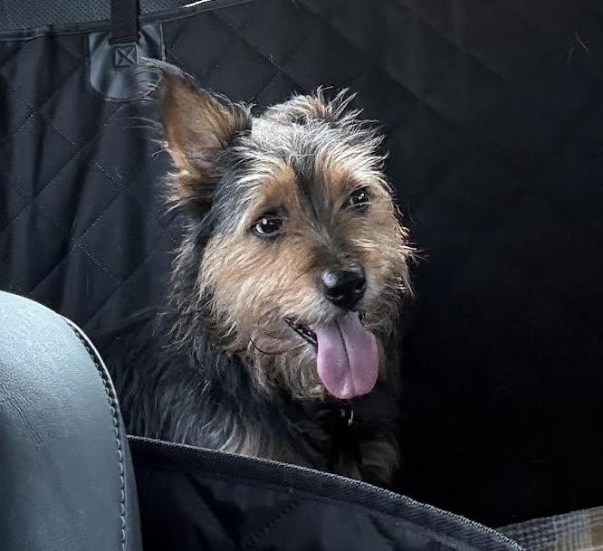 Caddy, an adopted mixed breed in Cumming, GA image 1/5