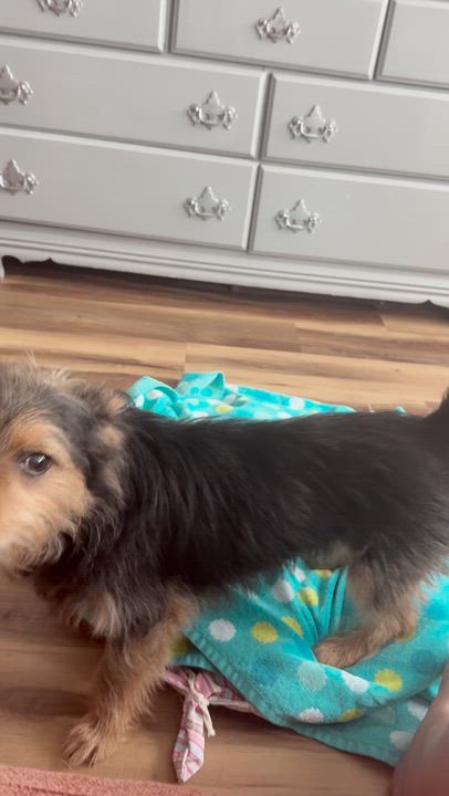 Enlarge Caddy, an adopted mixed breed in Cumming, GA video 4/5