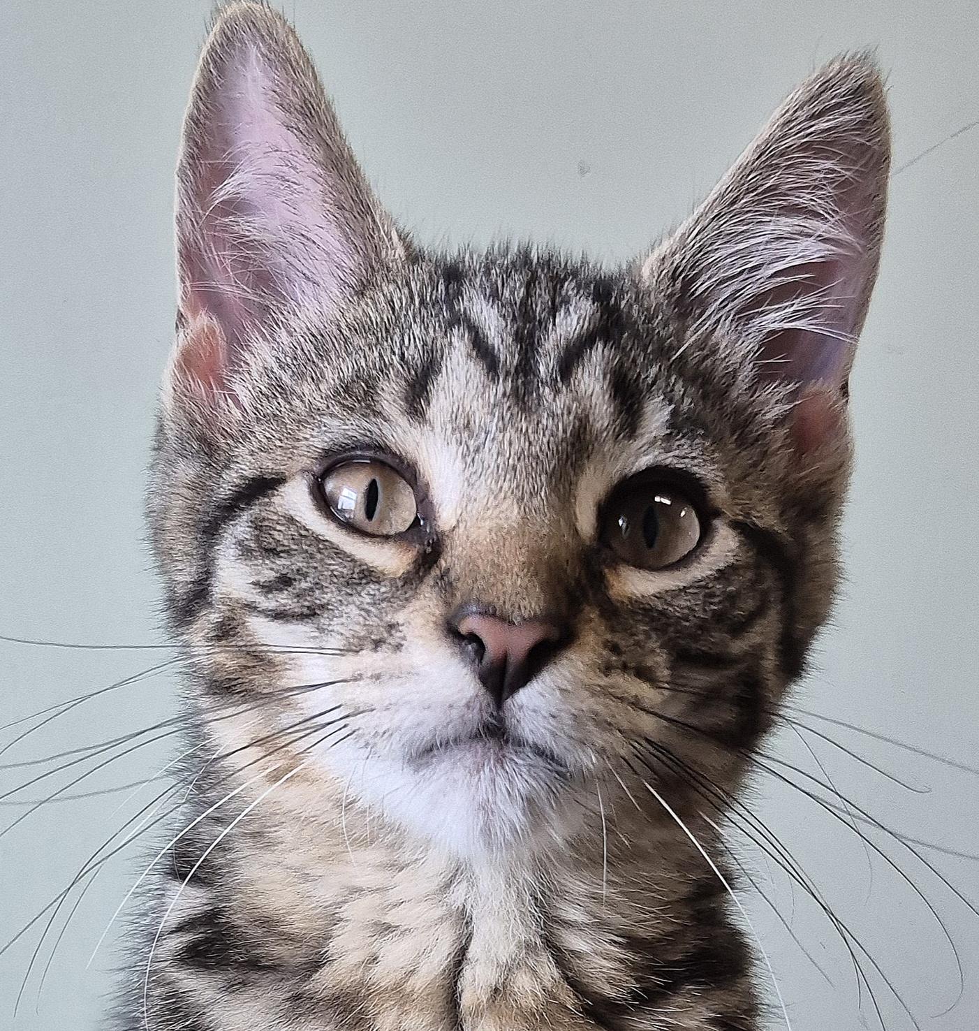 Finch, Adoptable, Kitten Male Domestic Short Hair.