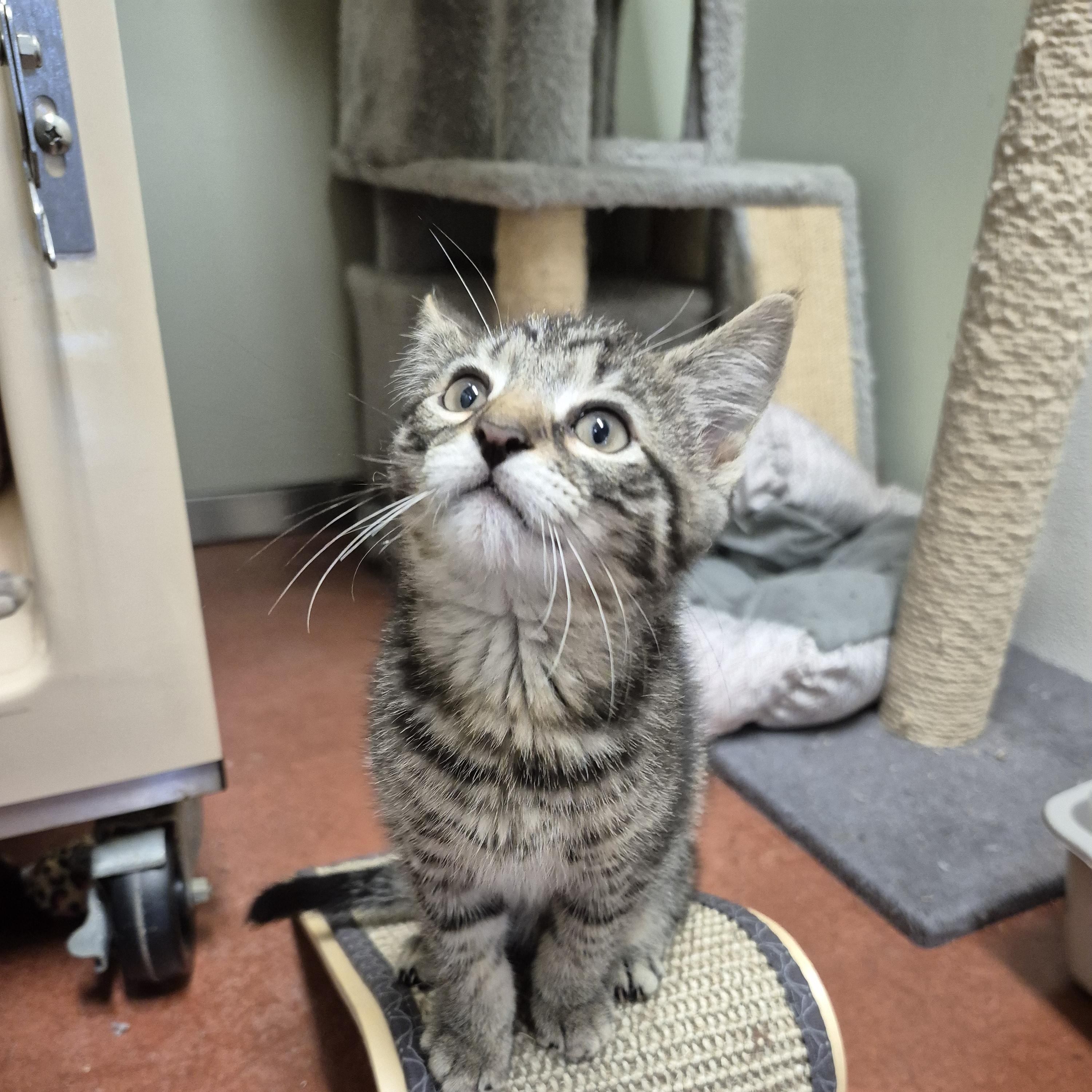 Finch, a Adoptable Domestic Short Hair in Tioga, PA image 6/6