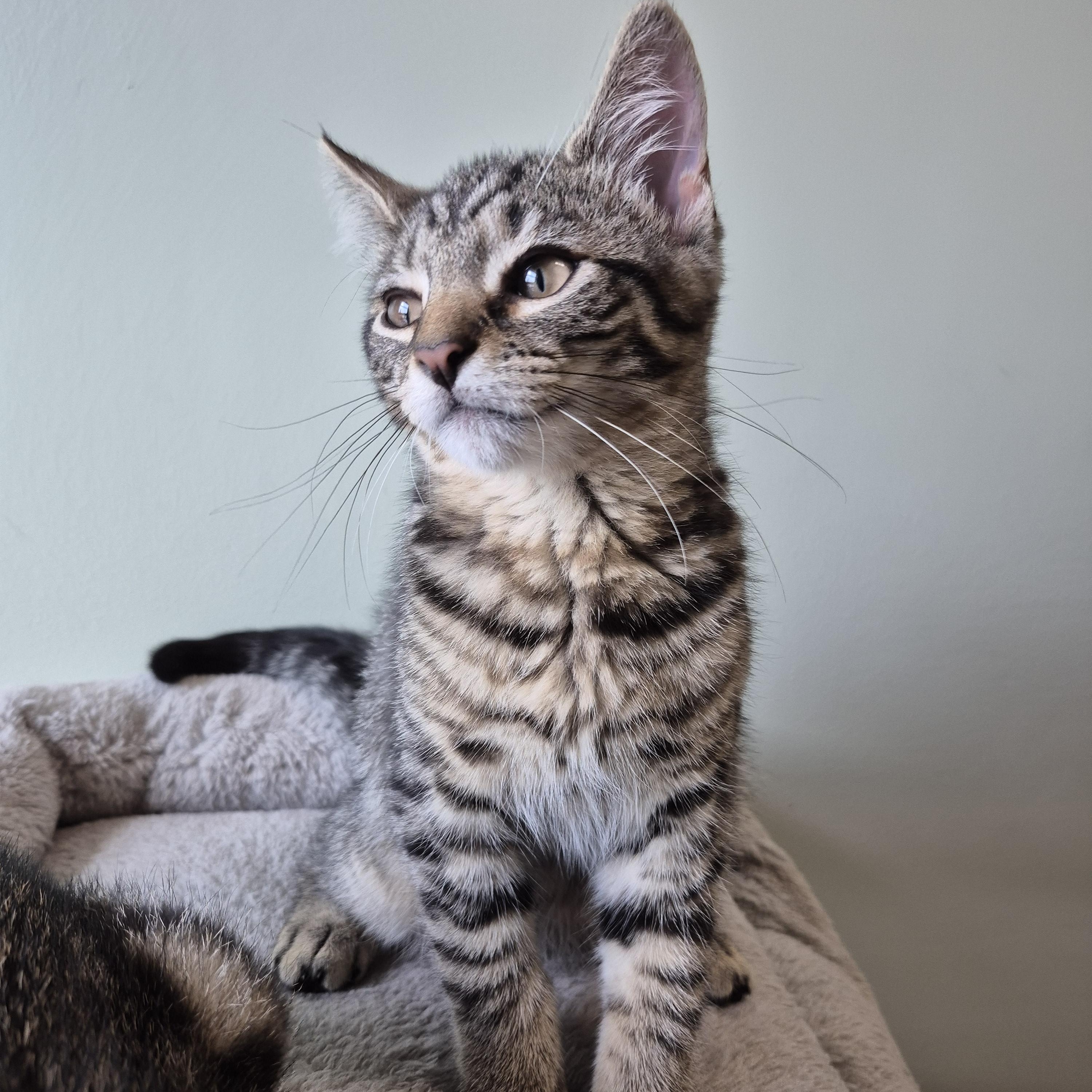Finch, a Adoptable Domestic Short Hair in Tioga, PA image 2/6