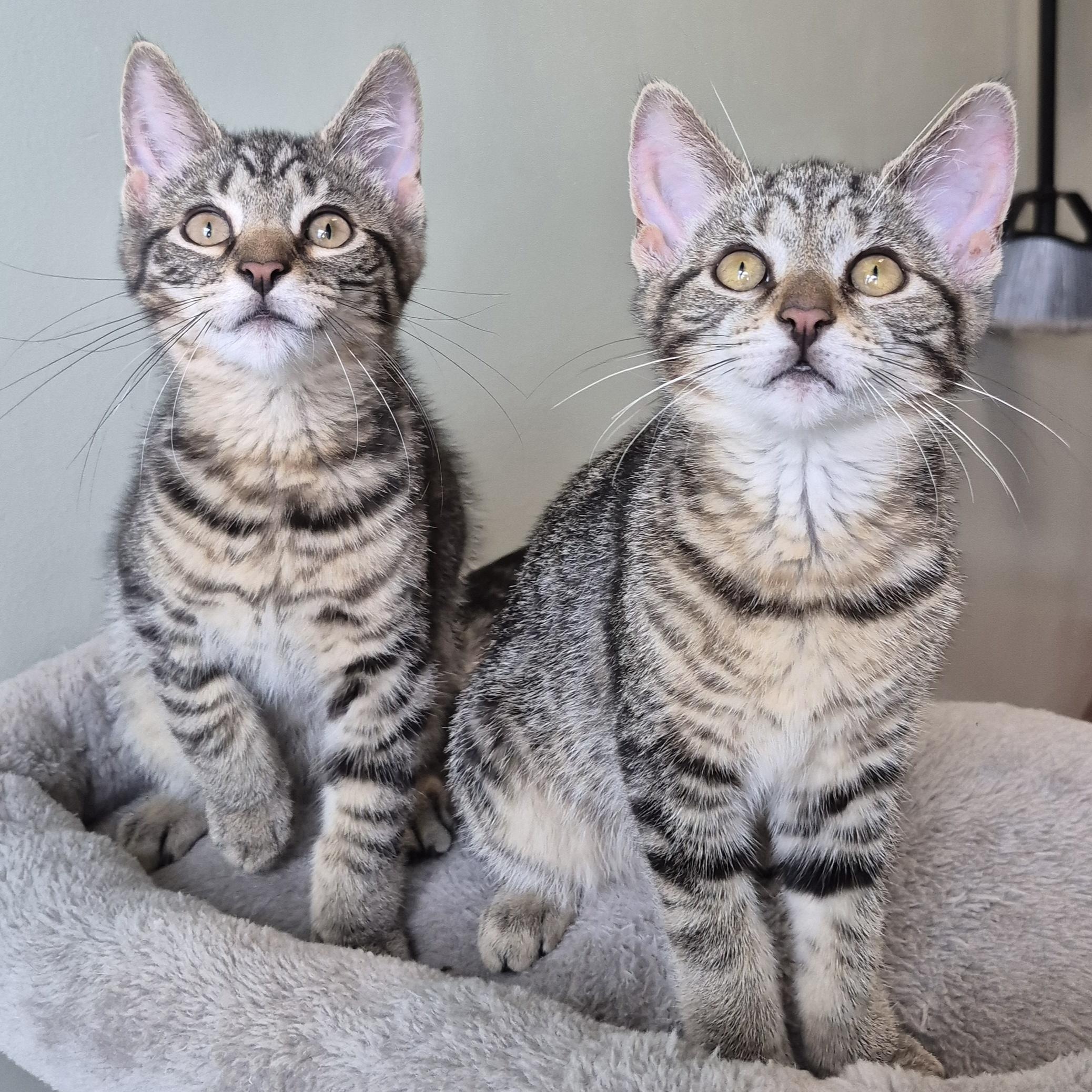 Finch, a Adoptable Domestic Short Hair in Tioga, PA image 3/6